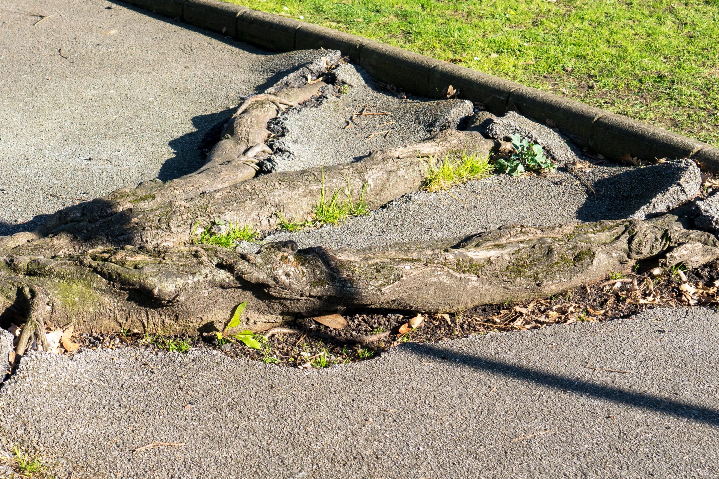 Roots of an old tree break the asphalt