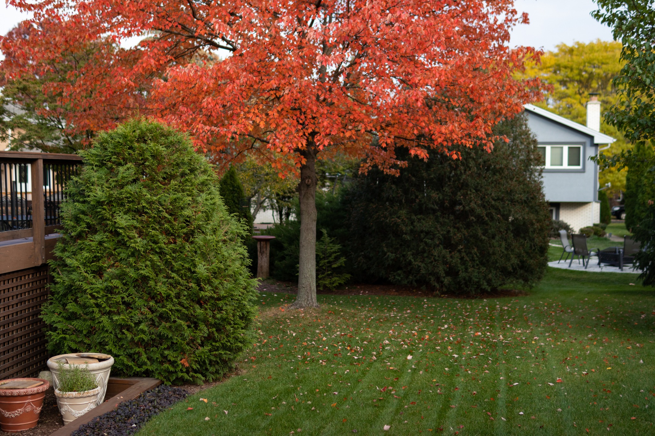 A beautiful home backyard with colorful trees and plants during autumn