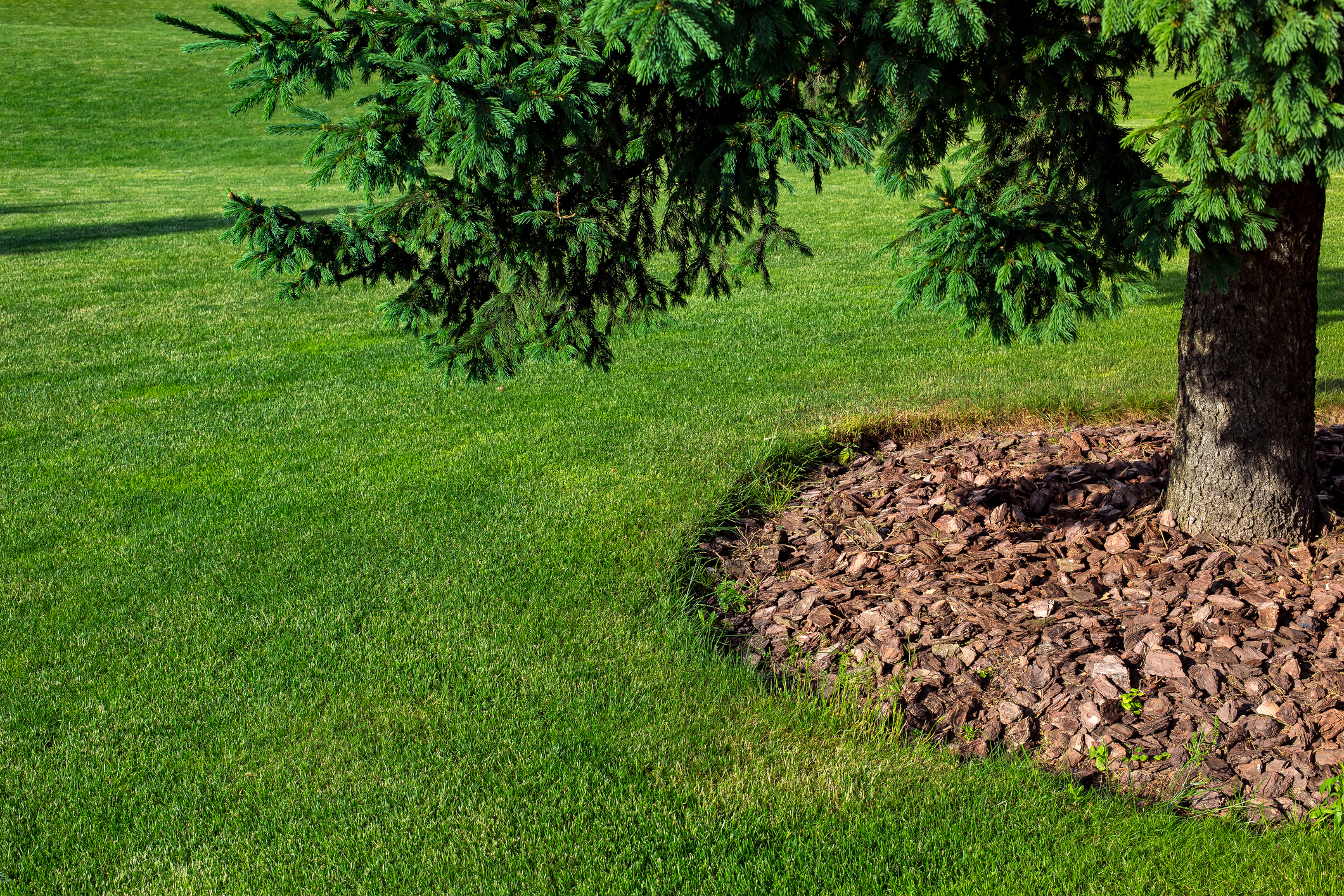mulching with bark under a pine tree on a green lawn with a lawn, spring sunny landscape close-up