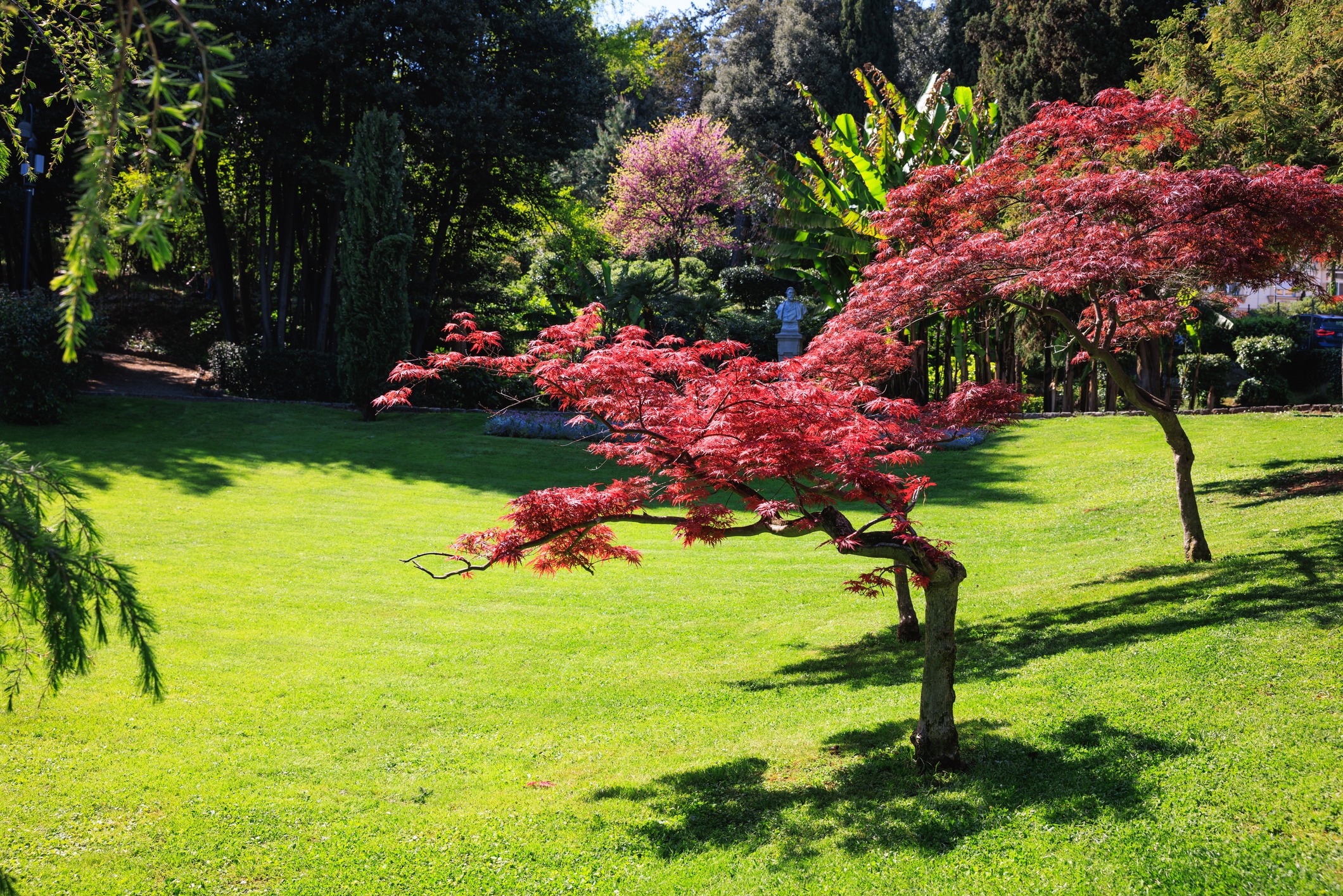 Red Japanese maple trees growing in formal garden on the lawn with other species