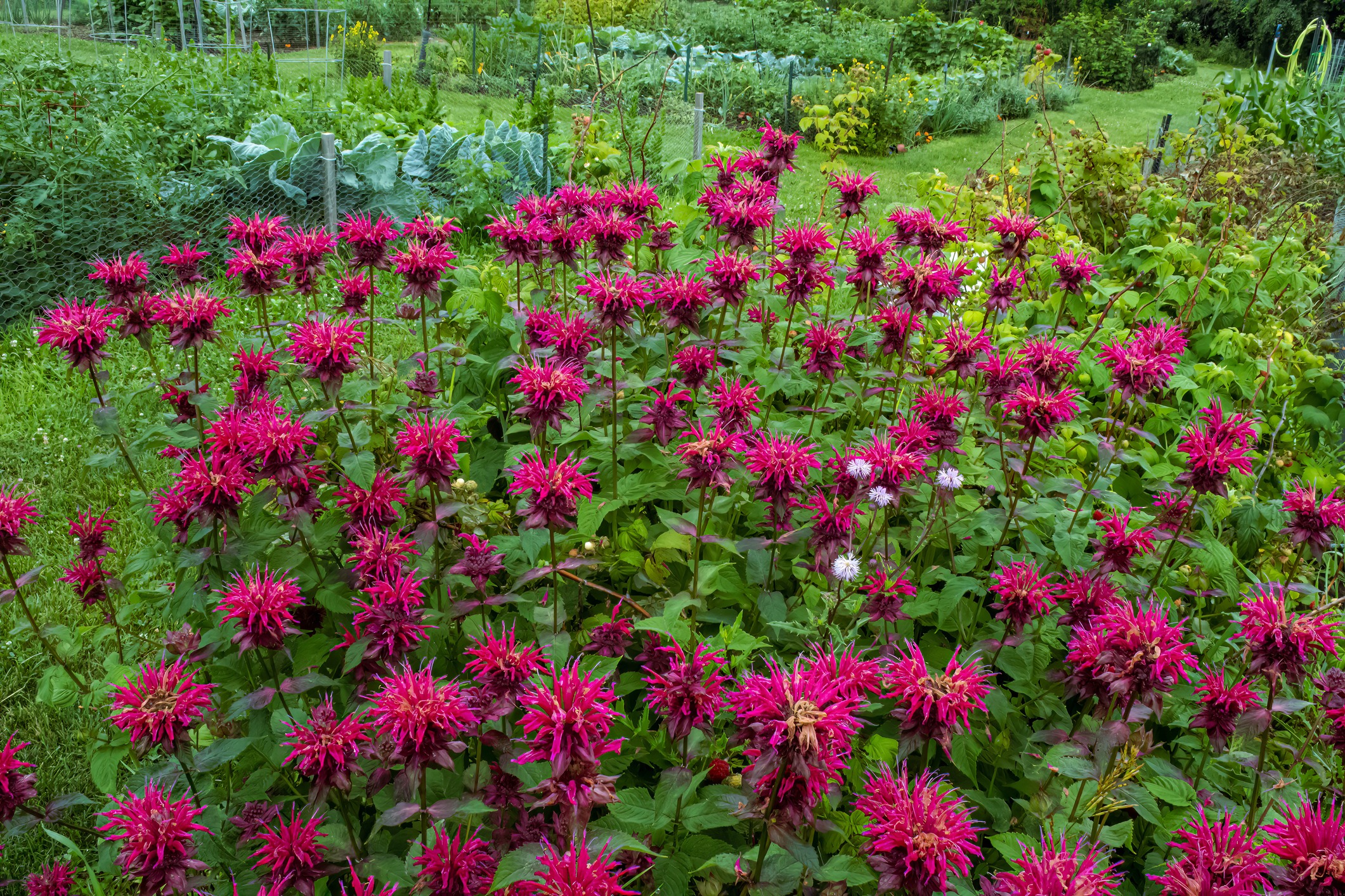 A vibrant grouping of bergamot bee balm flowers in a wisconsin summertime garden