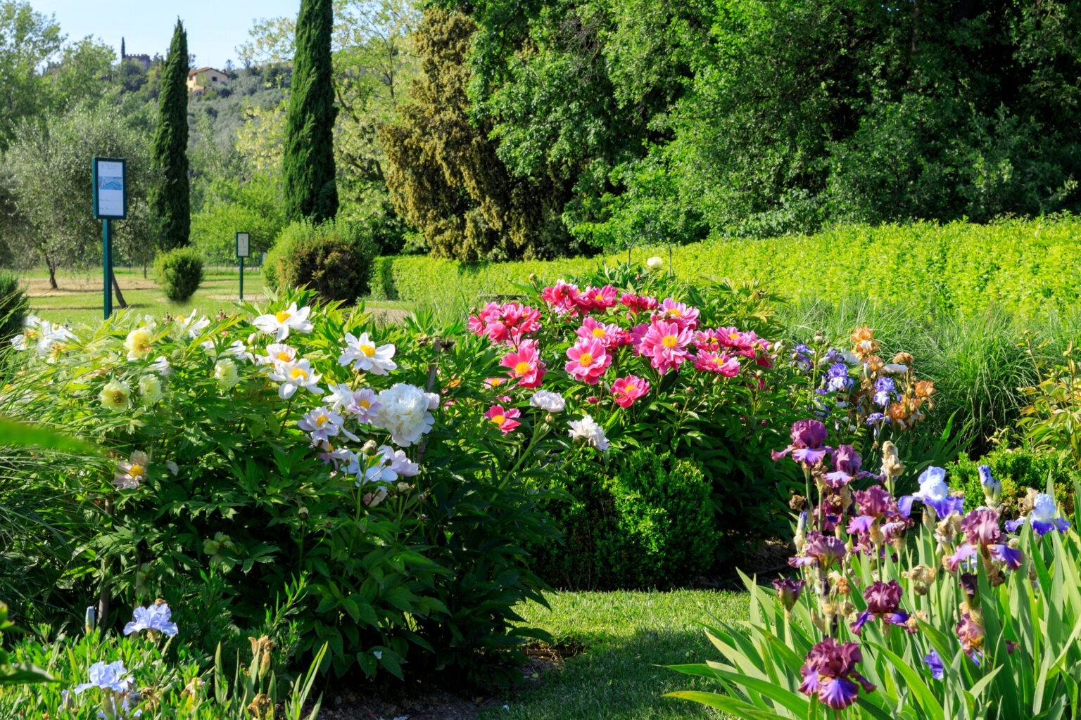 A garden with vibrant flowers.