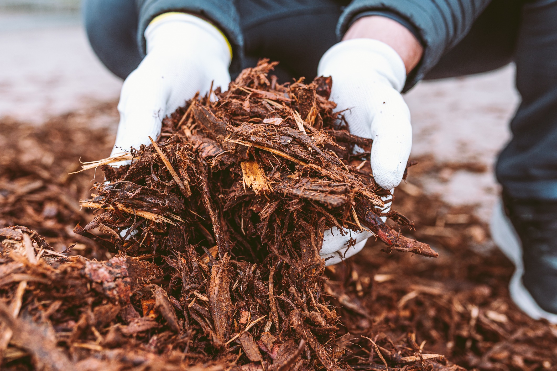Mulch for trees