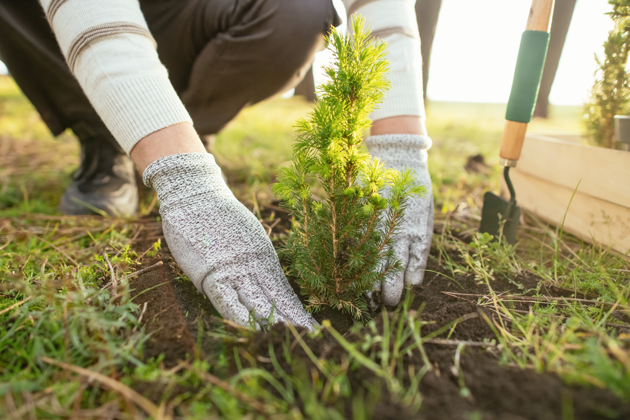 Man planting trees outdoors in springtime