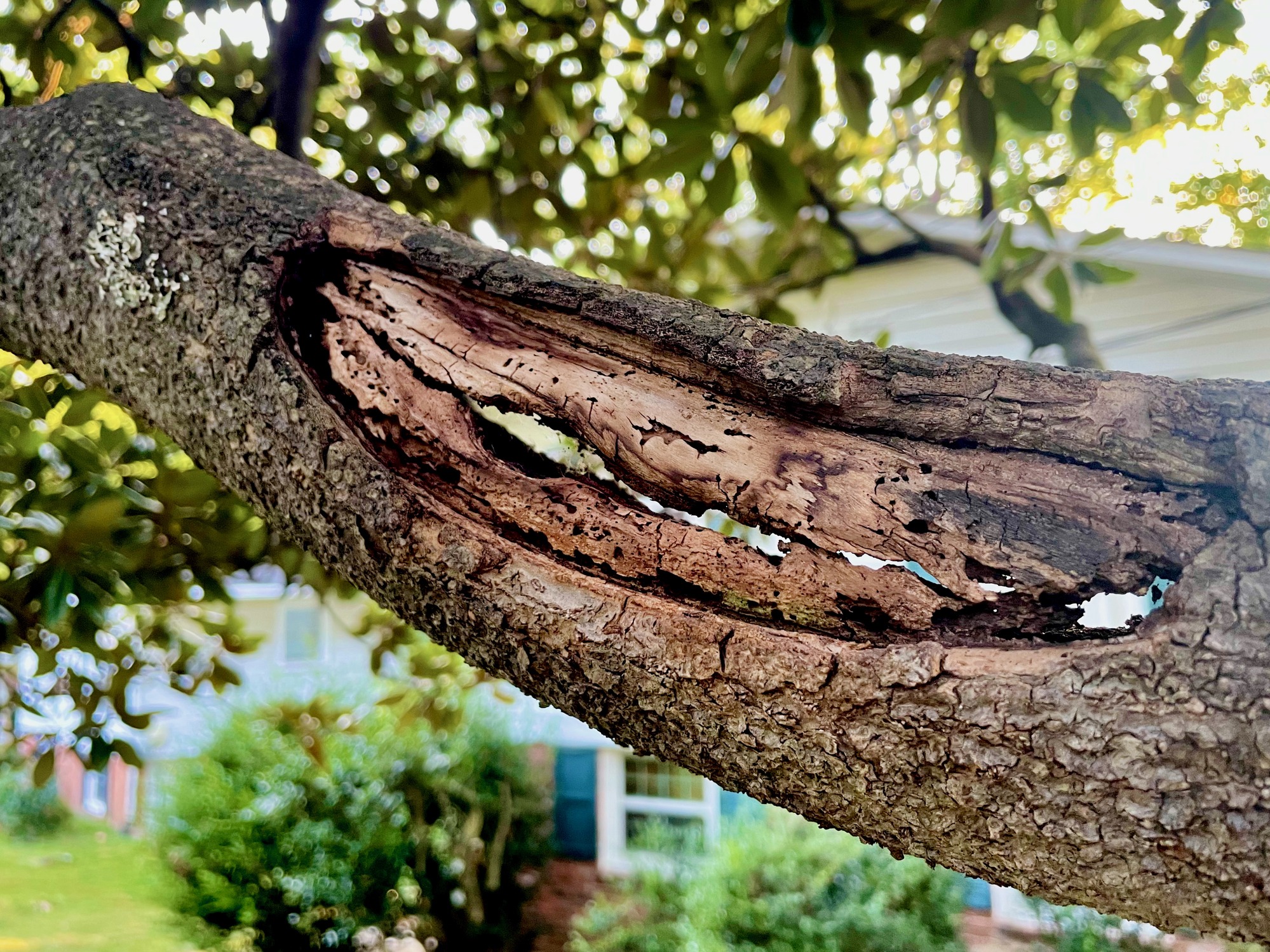 Hole in a tree