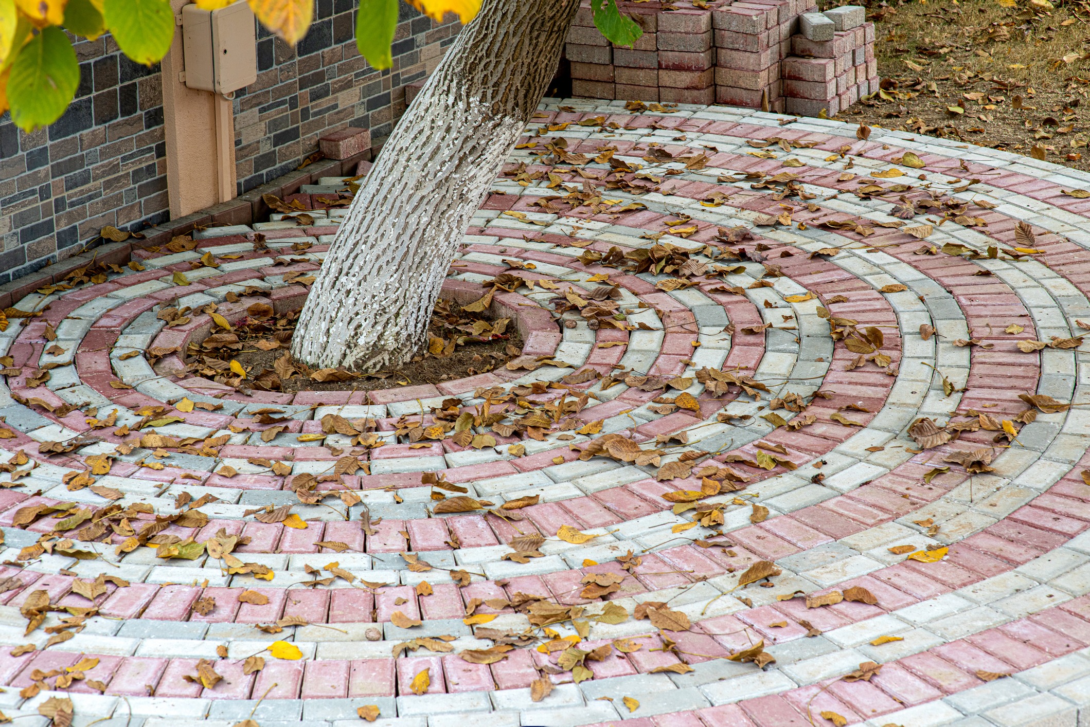 Walnut tree with interlocking stones in the backyard of the house