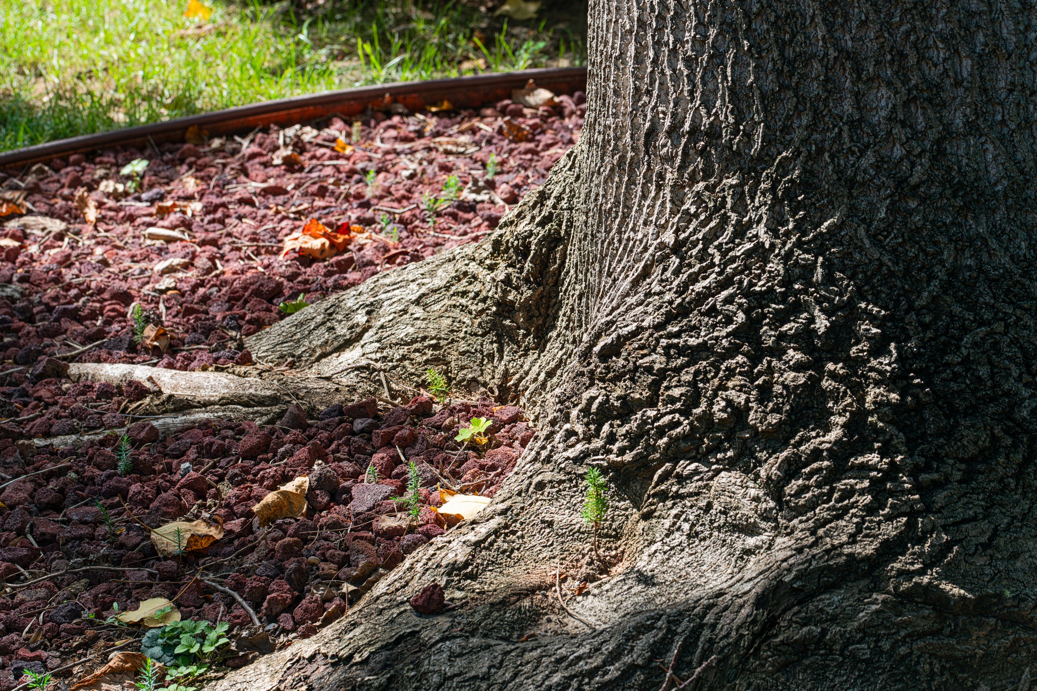 Tree roots and lawn background