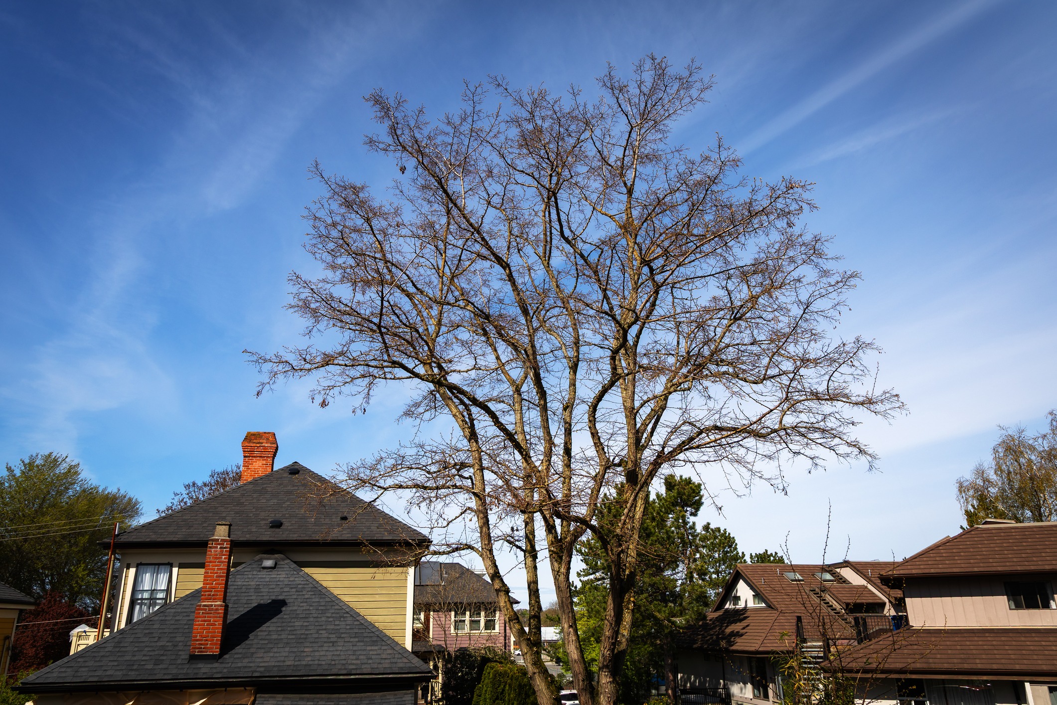 Hanging branches of a tree