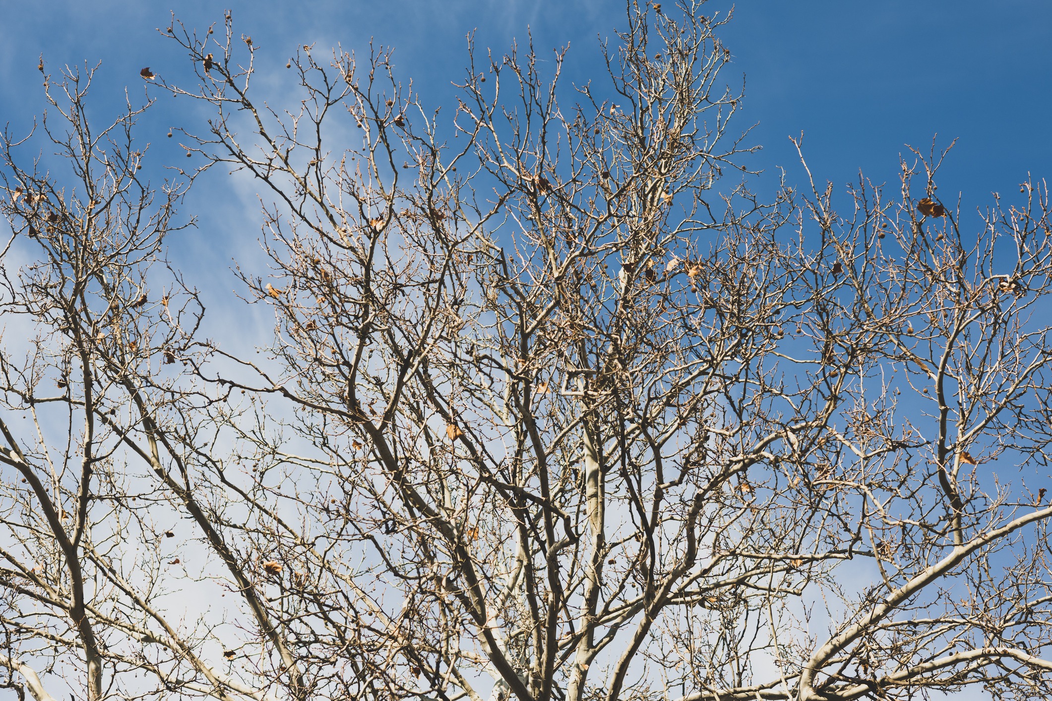 Bare branches of a tree