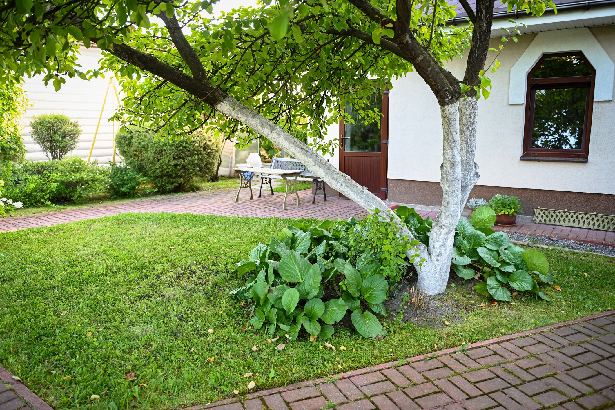 A leaned tree in a home garden