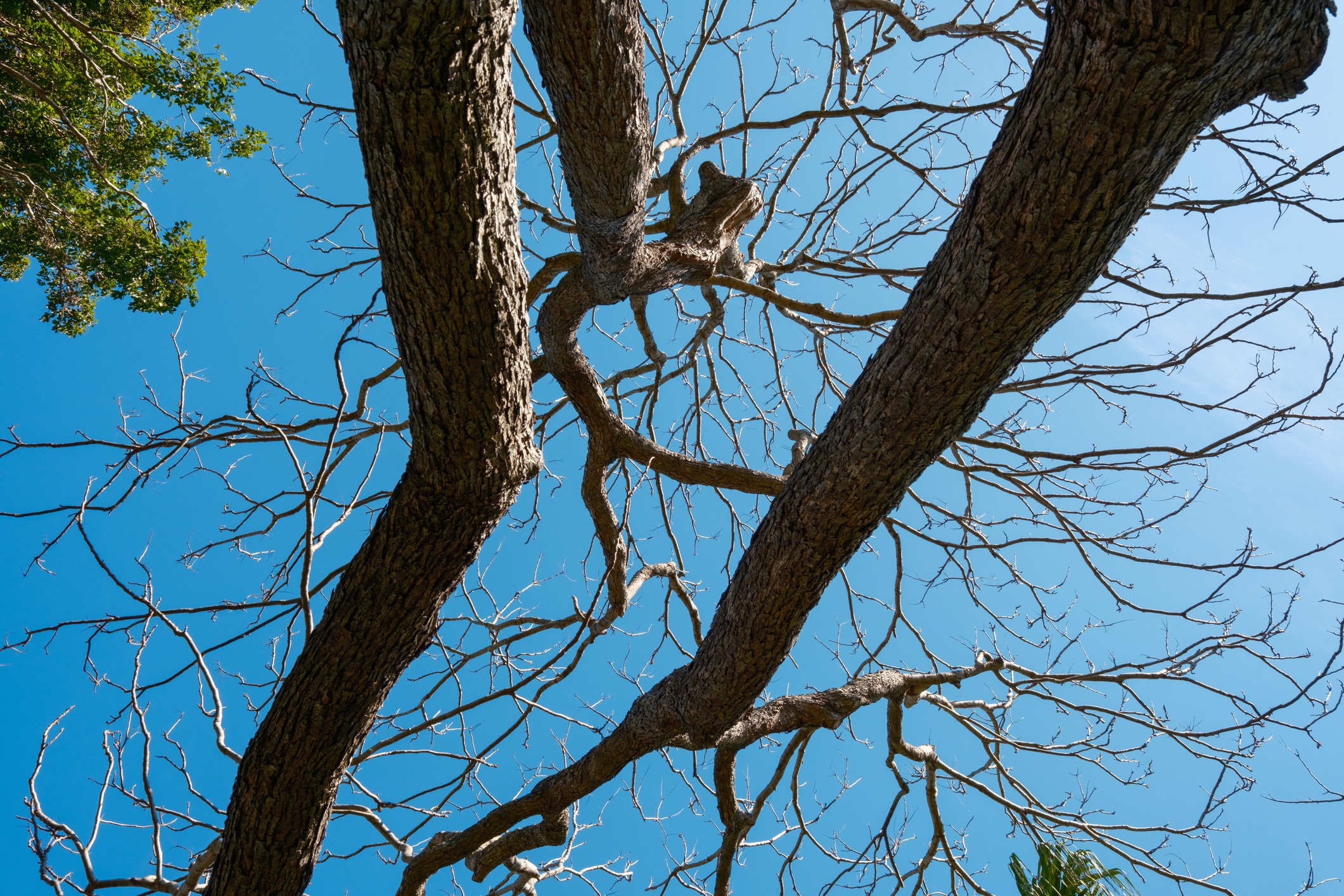 Top section of a bare tree next to lush green leaves on a sunny day.