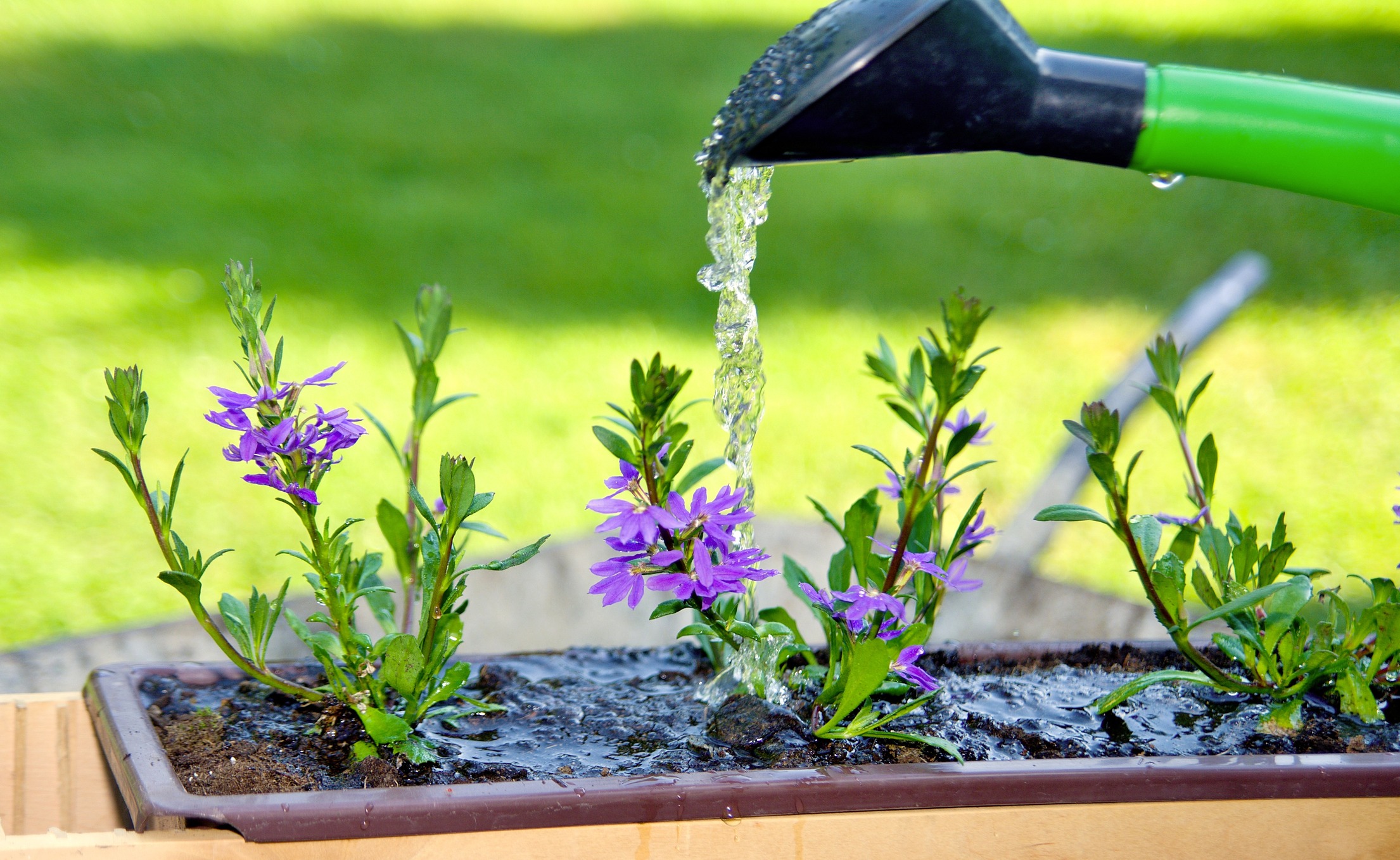 A green watering can watering a flower in the brown plastic pot.
