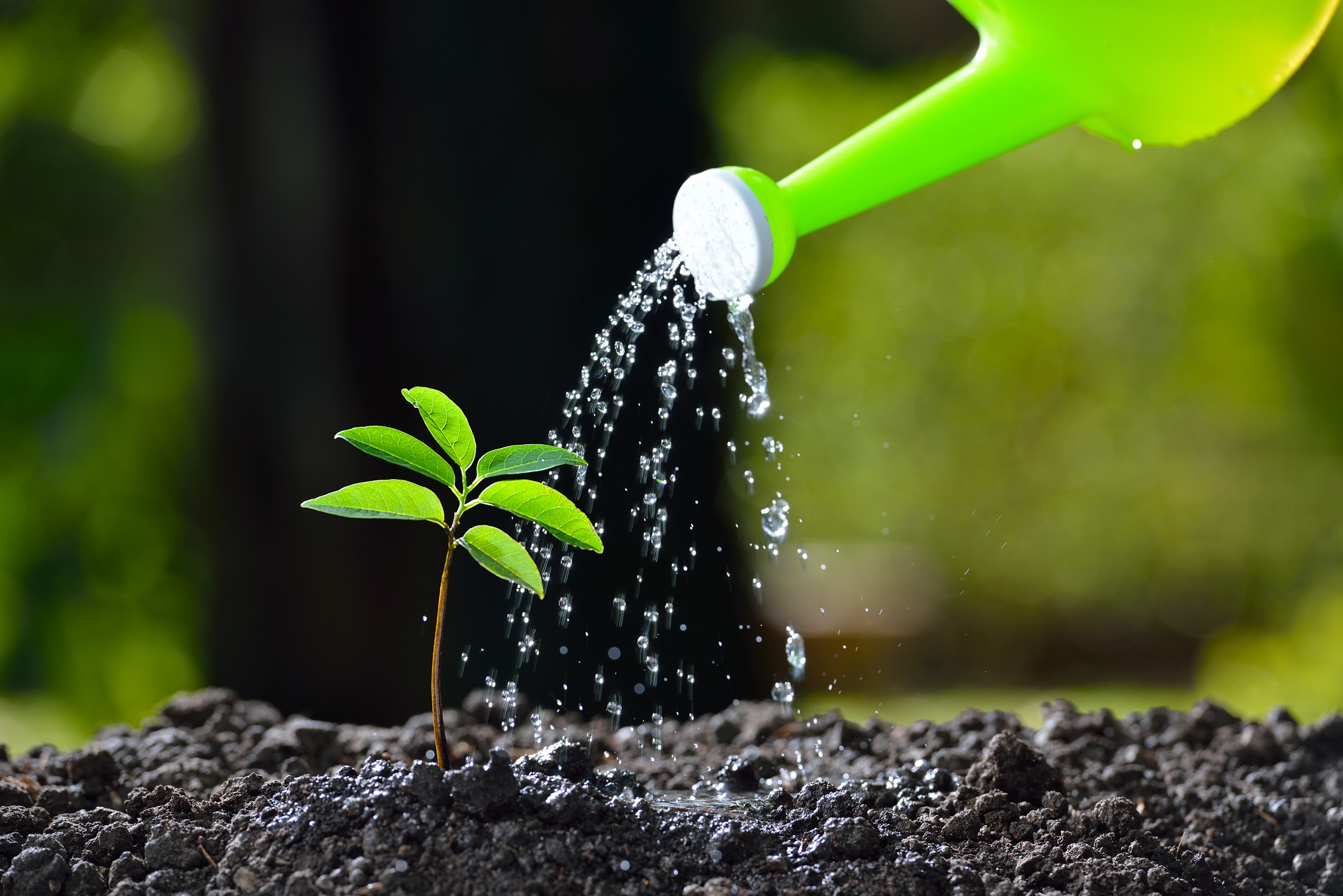 Young plant watered from a watering can