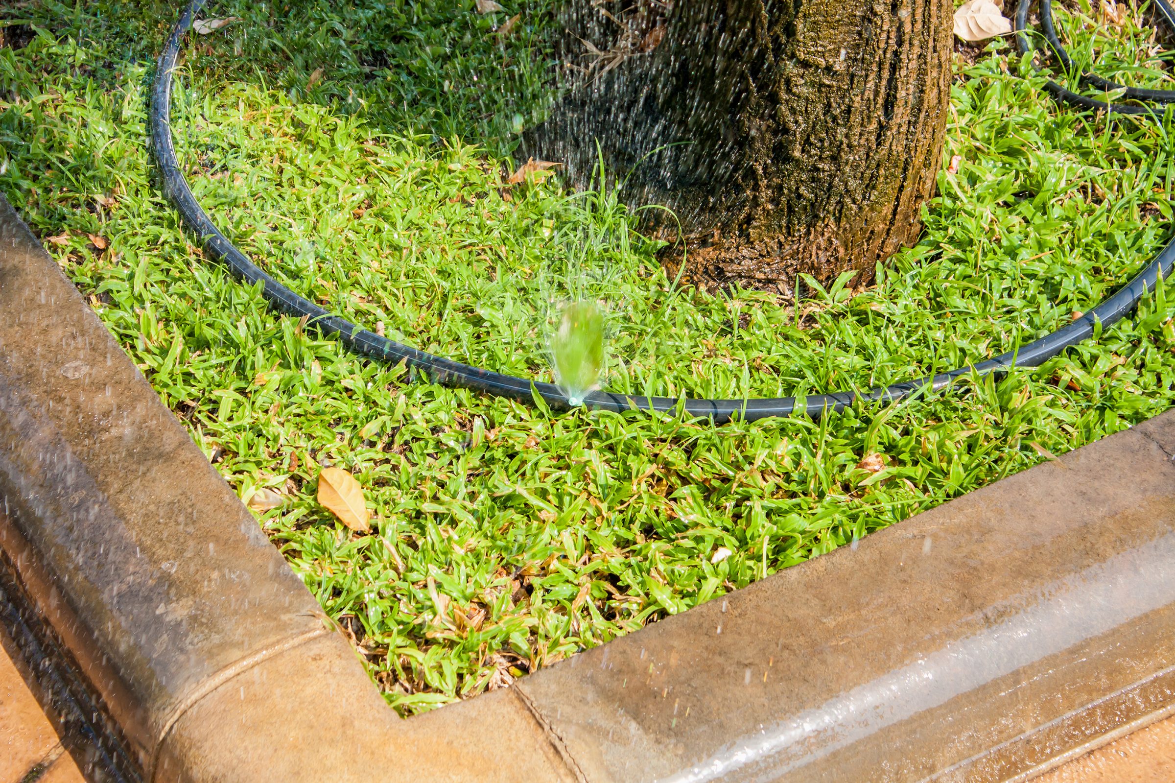 Watering tree in heat wave