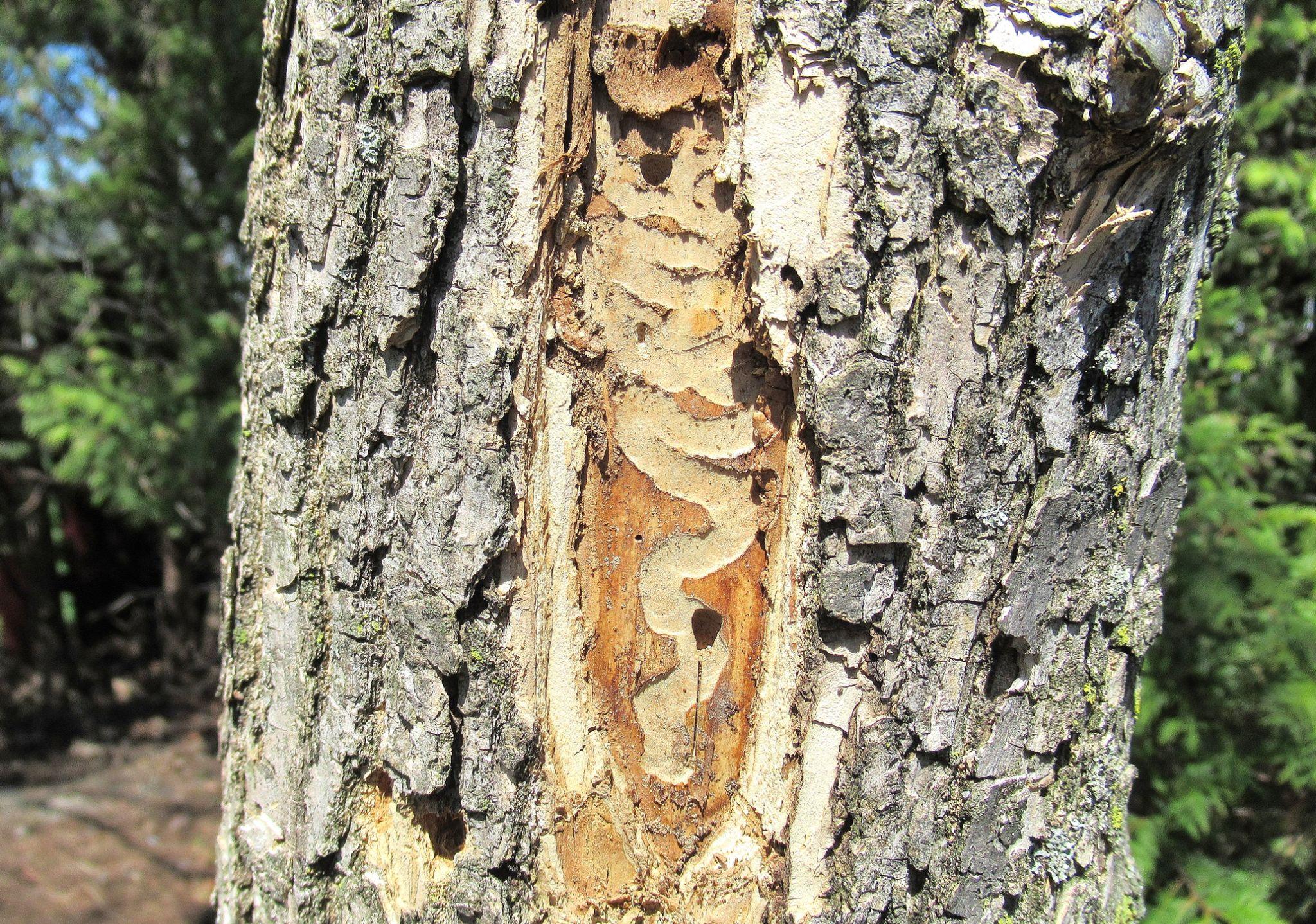 Tree bark damaged by invasive wood-boring insects