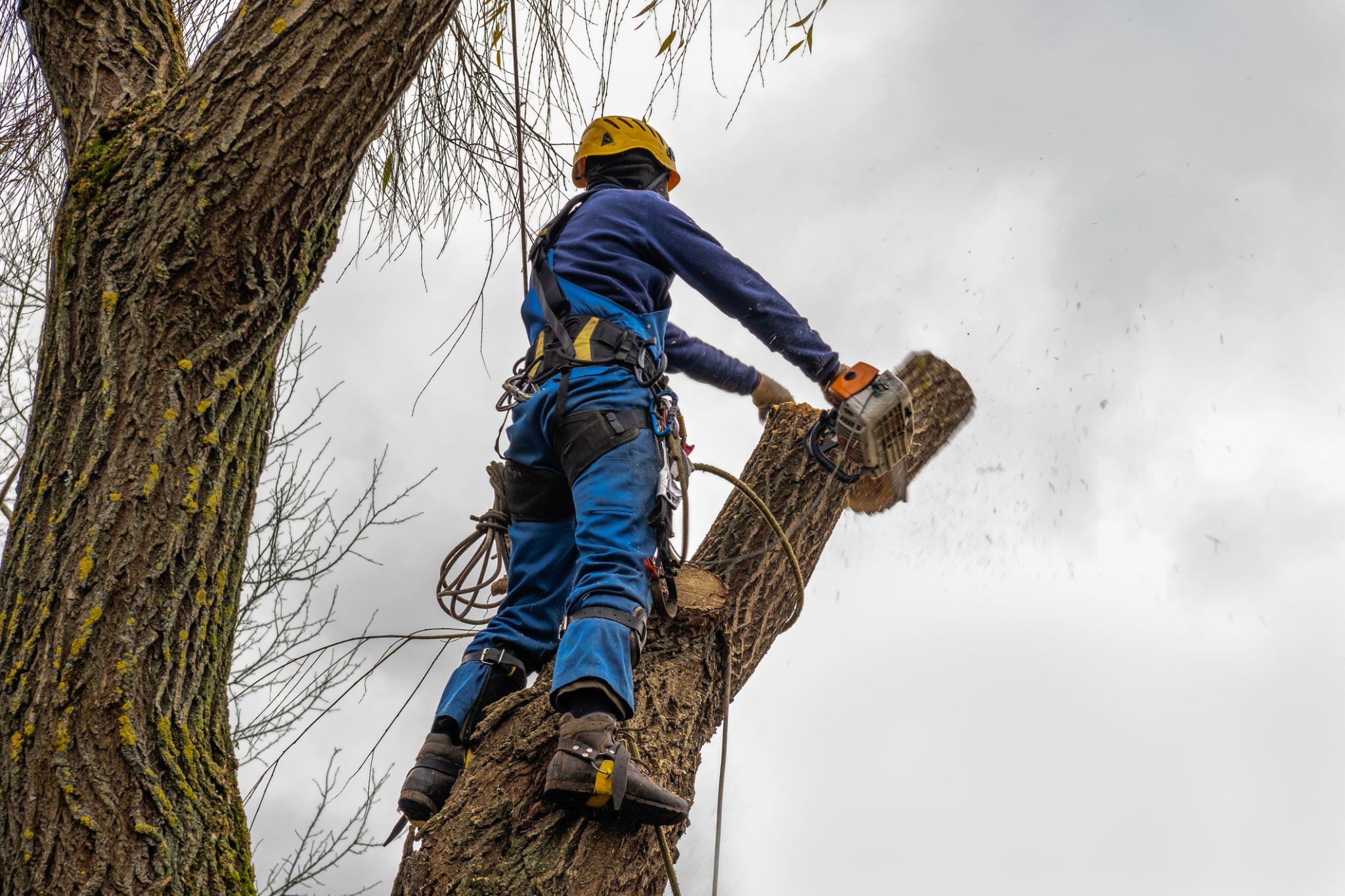 Tree climber removing large branch with chainsaw