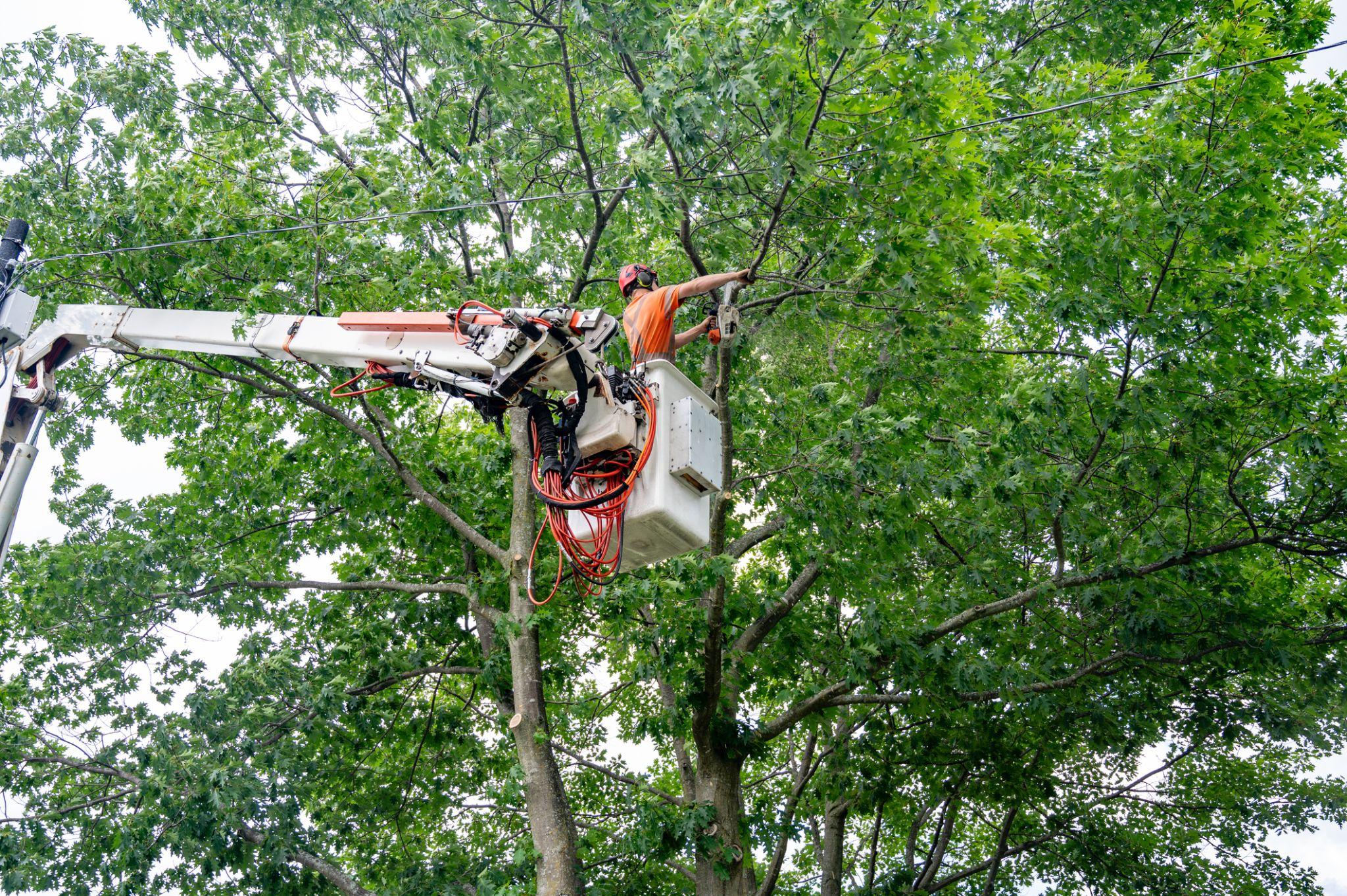 Arborist trimming large tree branches safely from a bucket truck near overhead utility lines.
