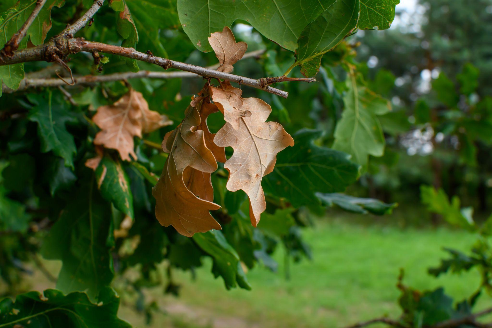 Brown, wilted oak leaves hanging from a branch beside healthy green foliage showing signs of oak wilt disease.