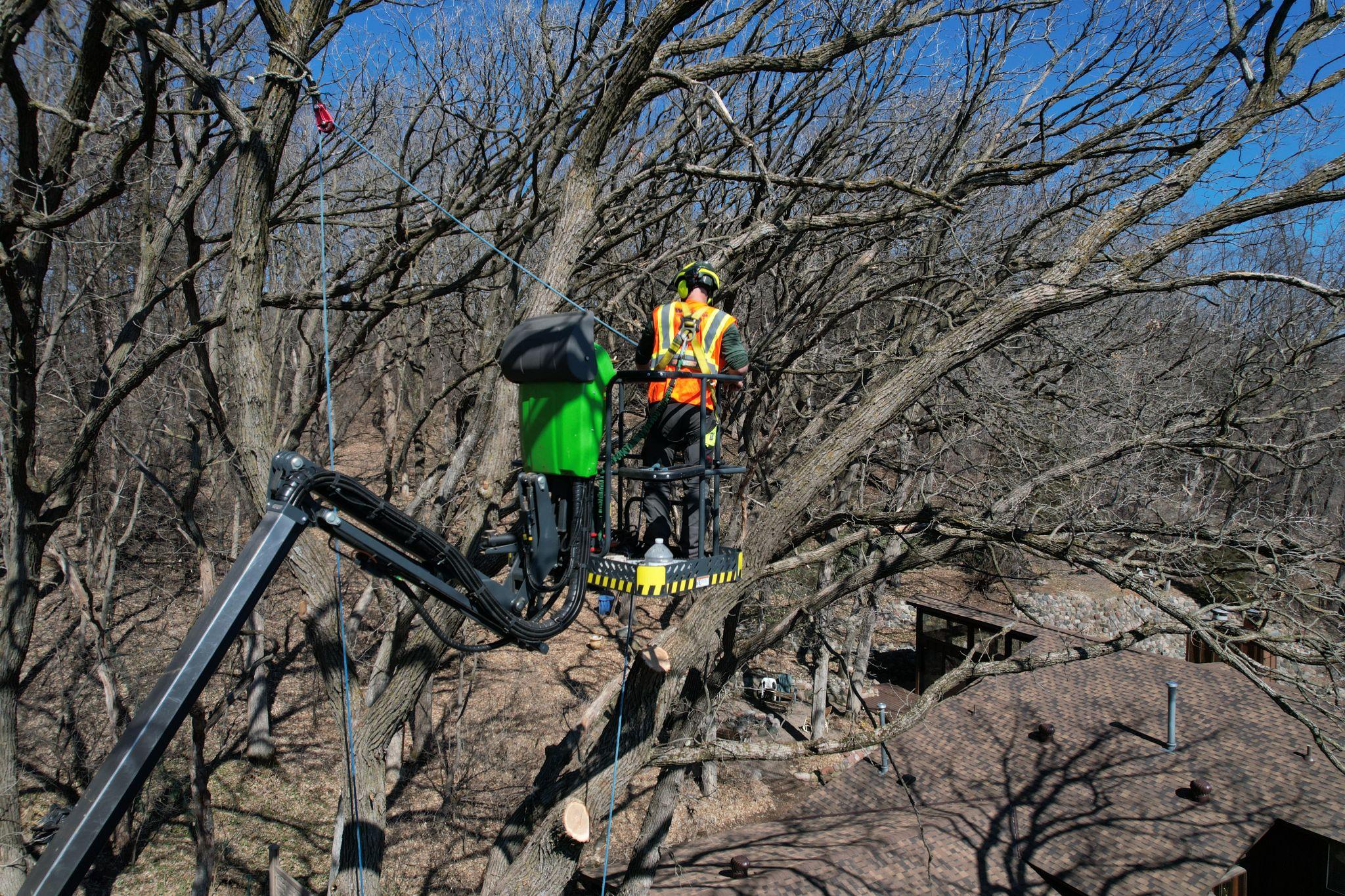 Arborist trimming large tree branches with lift equipment