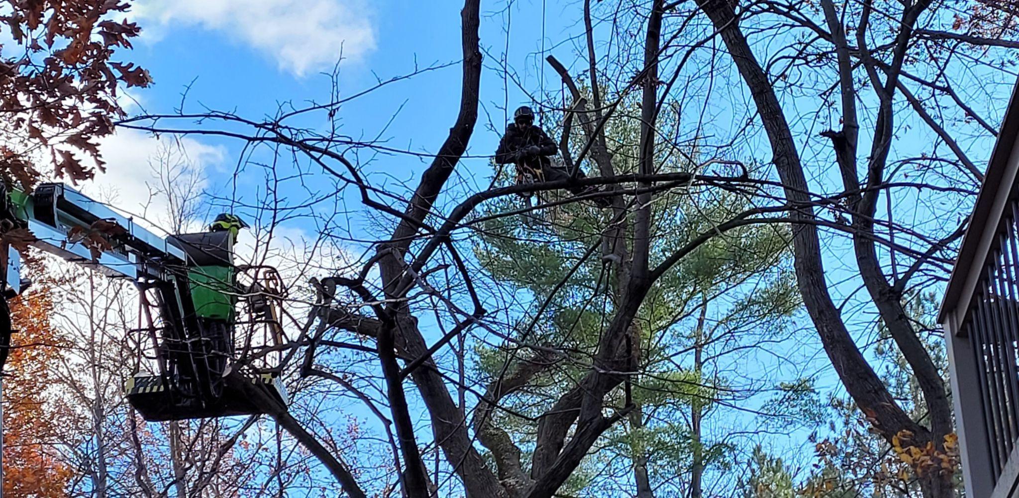 Arborists removing hazardous tree branches near home