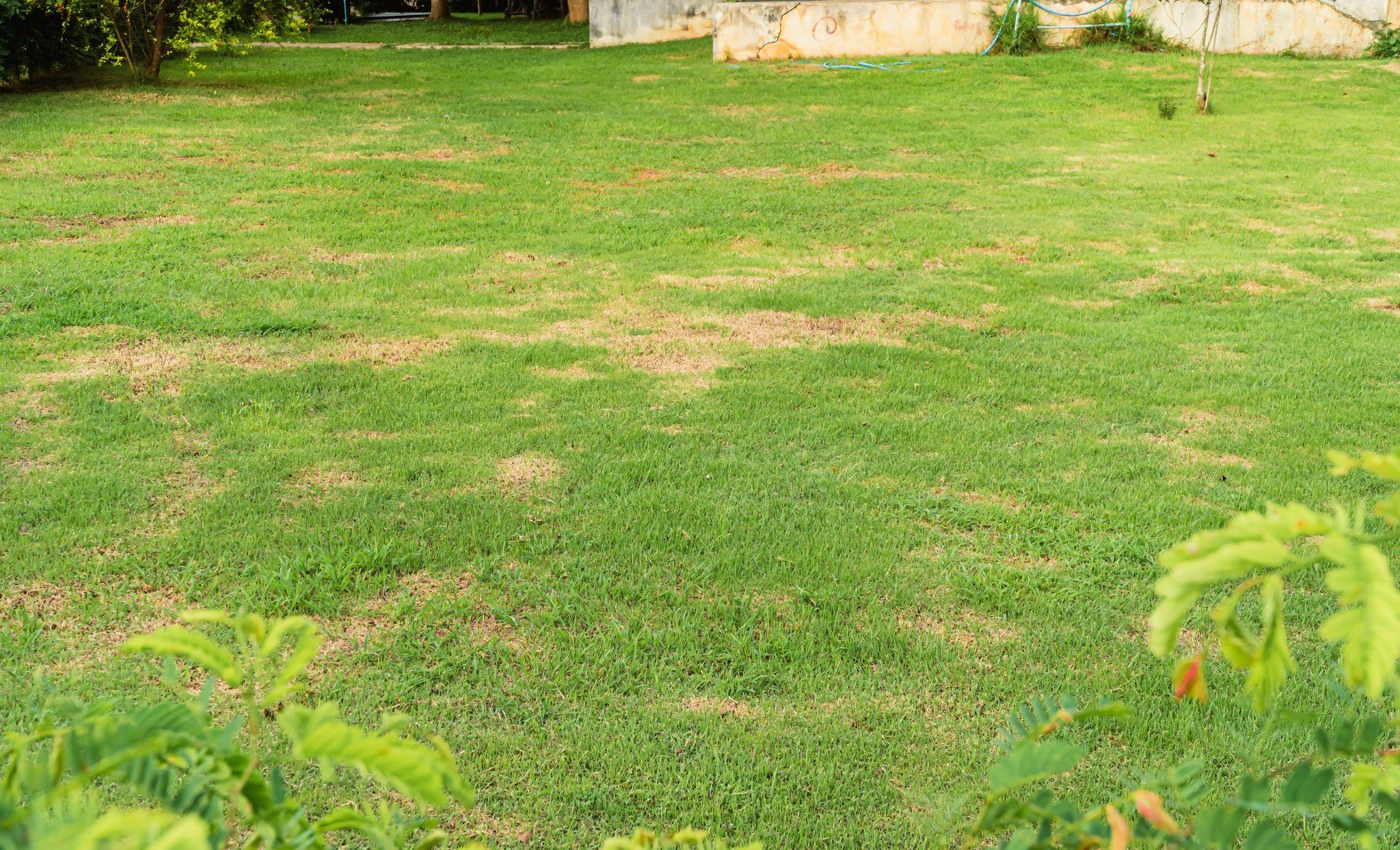 Dead grass