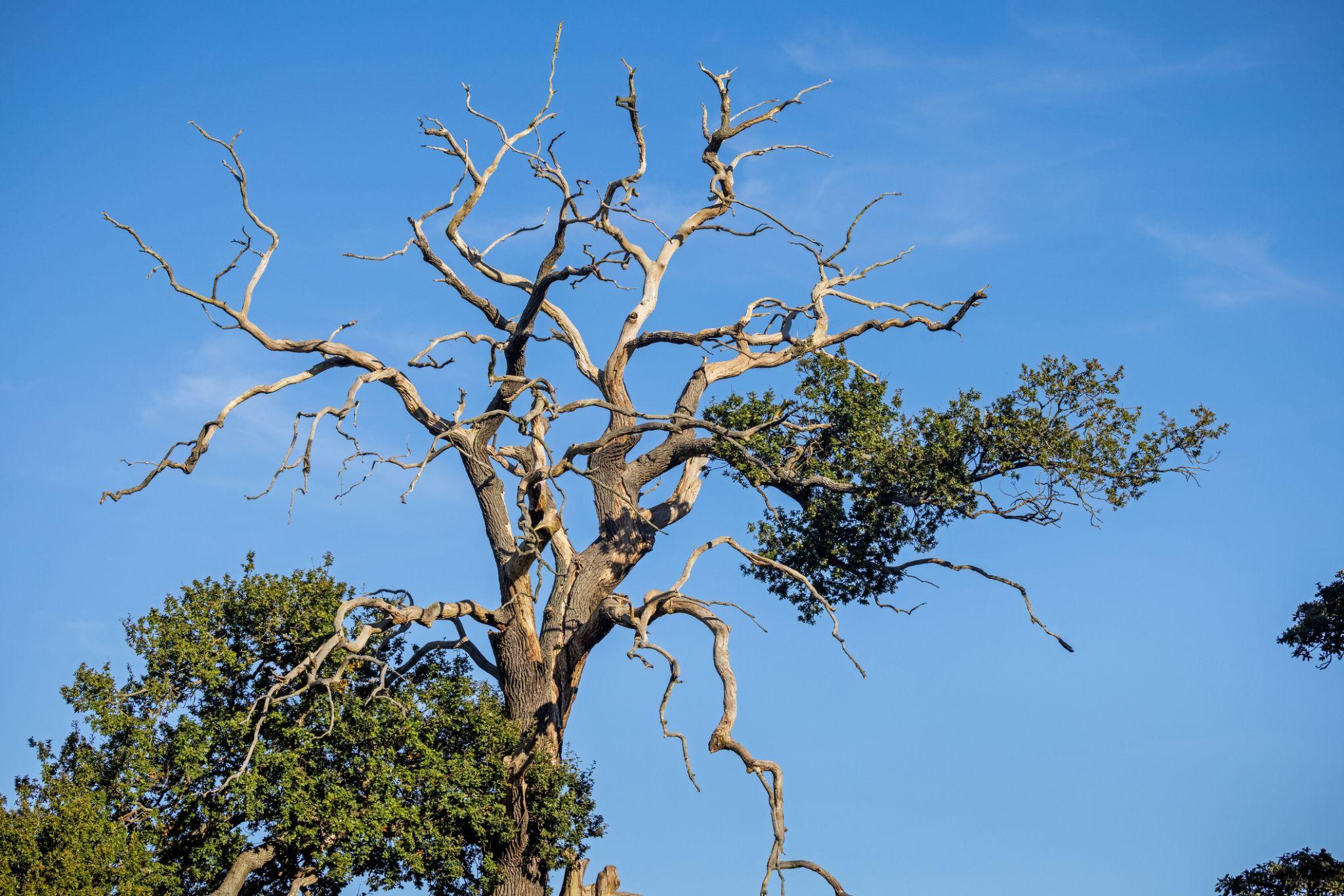 Dead oak tree with bare twisting branches against a clear blue sky showing severe decline and decay.