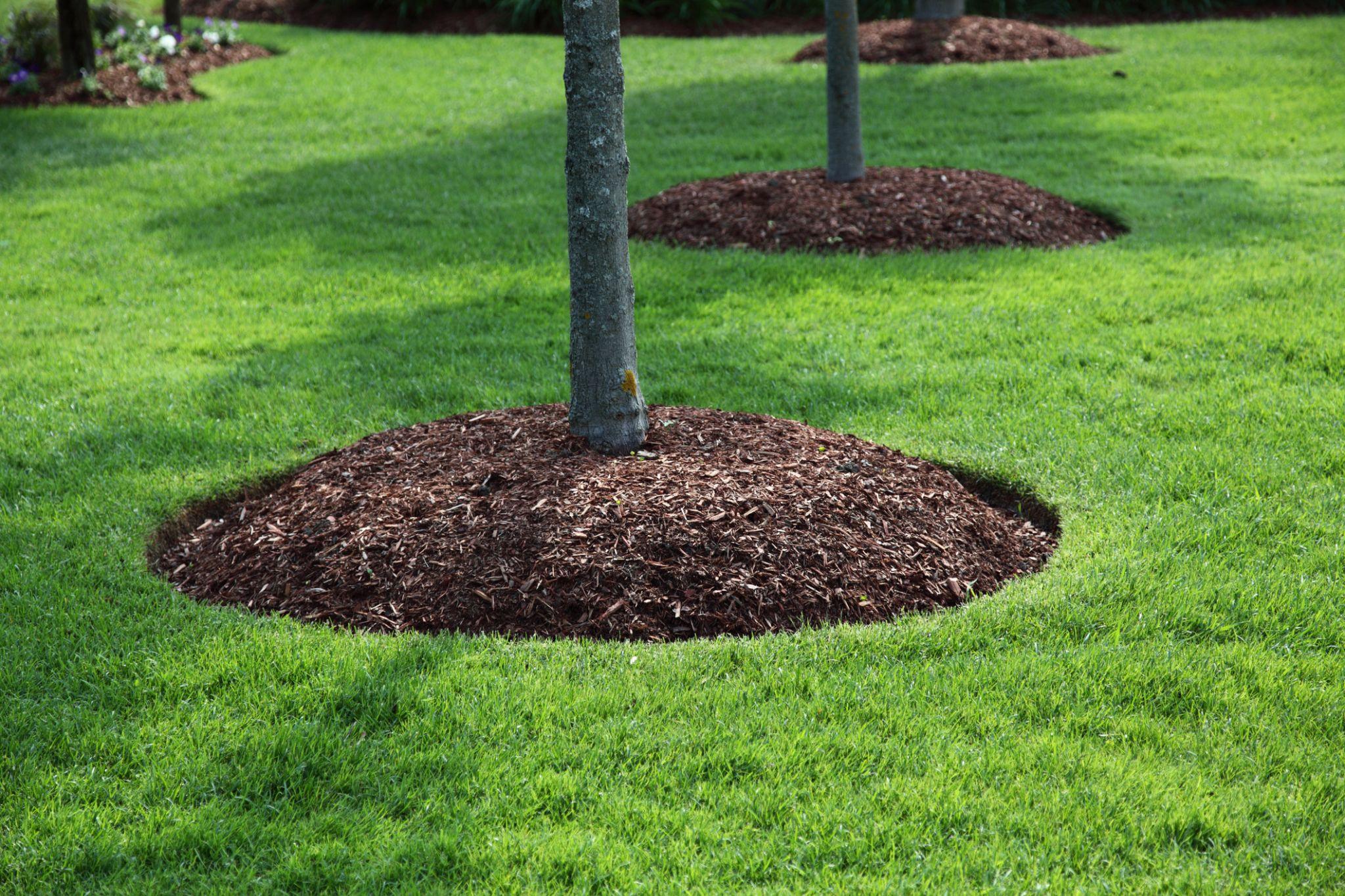 Fresh mulch rings placed around young trees in a landscaped lawn to support healthy root growth and moisture retention.