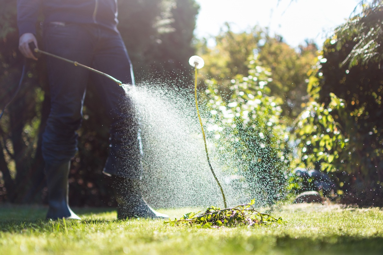 Remove dandelion in the garden with pesticides