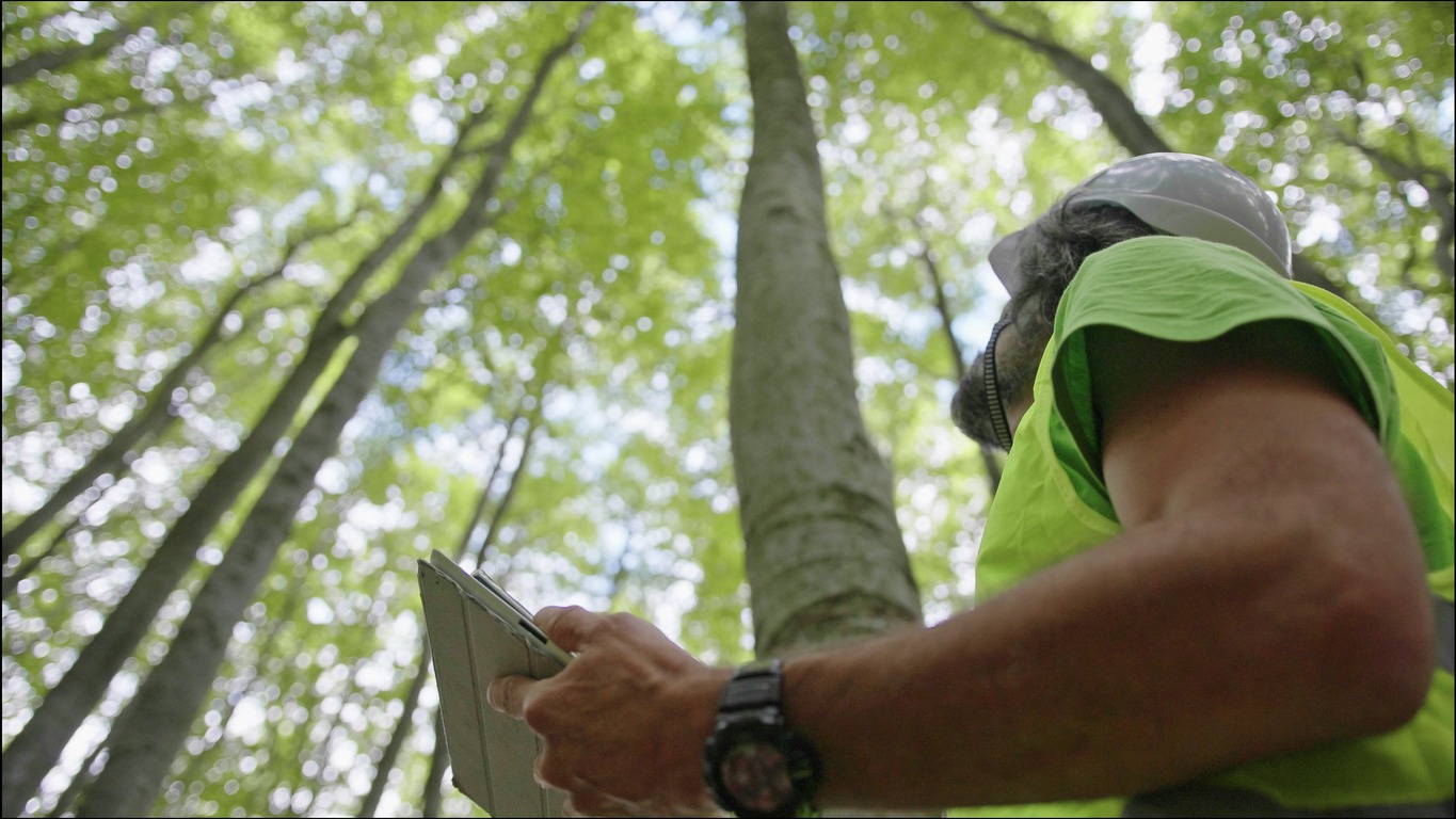 An arborist looking at a tree for treatment