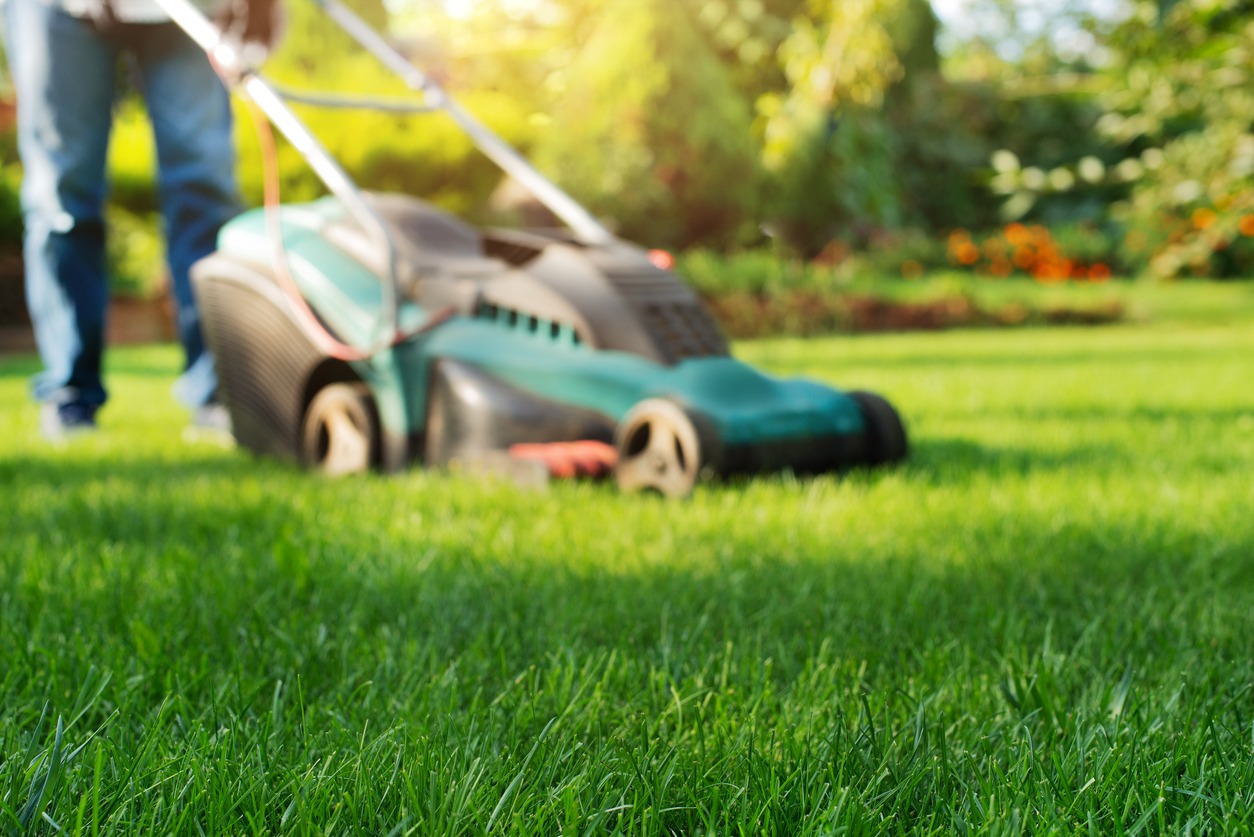 Aerating a lawn with a machine.