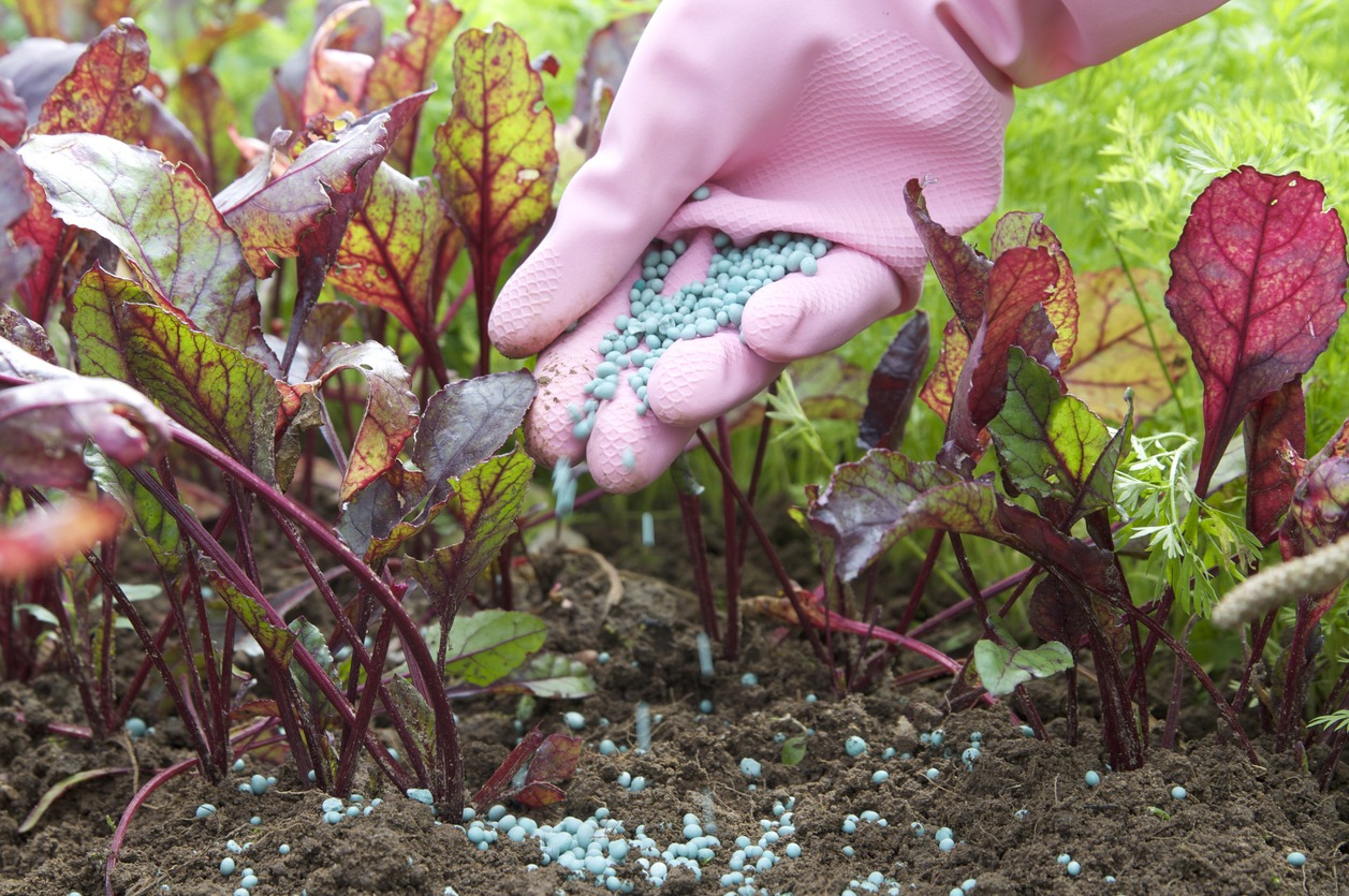 A pink gloved hand spreading fertilizer