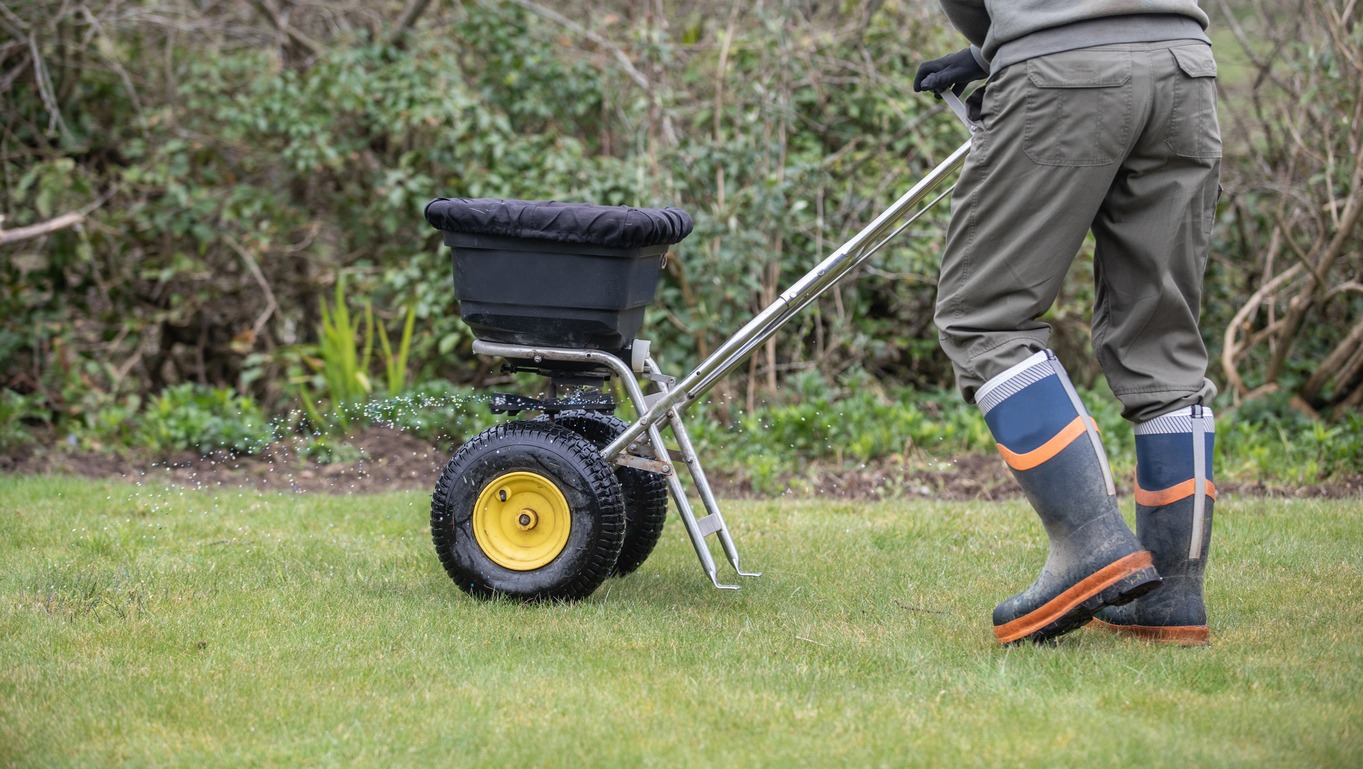 Overseeding a lawn.