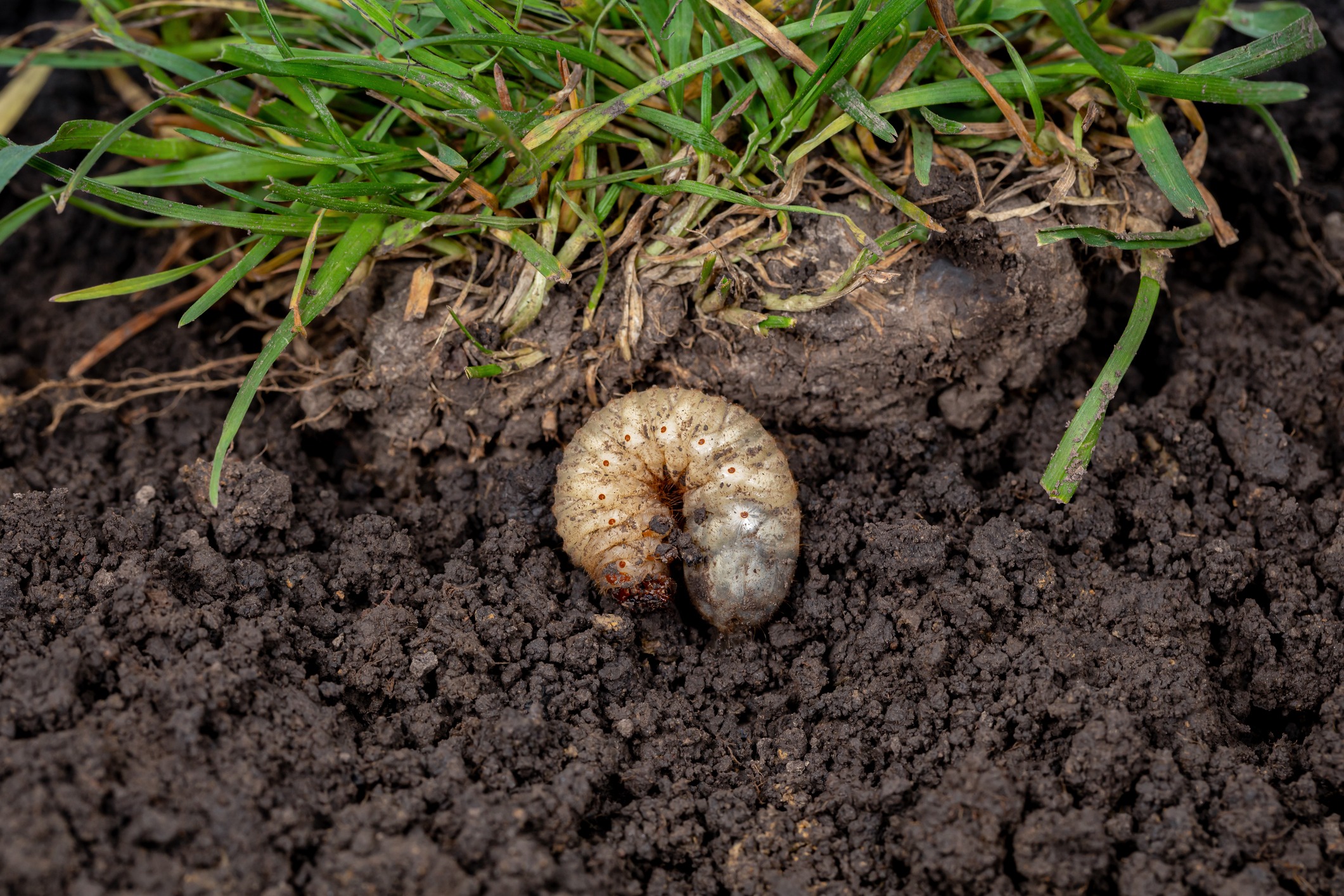 Grub in dirt