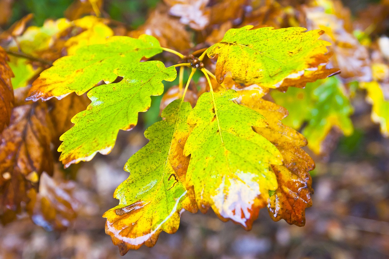 Wet oak leaves with oak wilt.