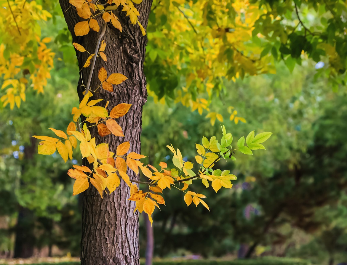 Ash tree with leaves turning yellow.