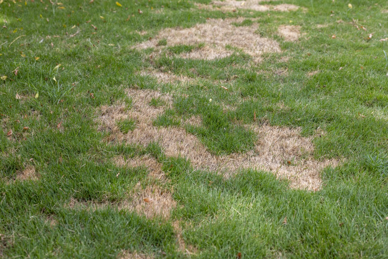 Lawn with brown patches from a grub.