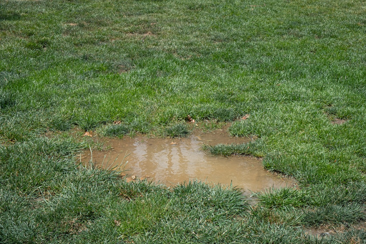 water pooled on grass.