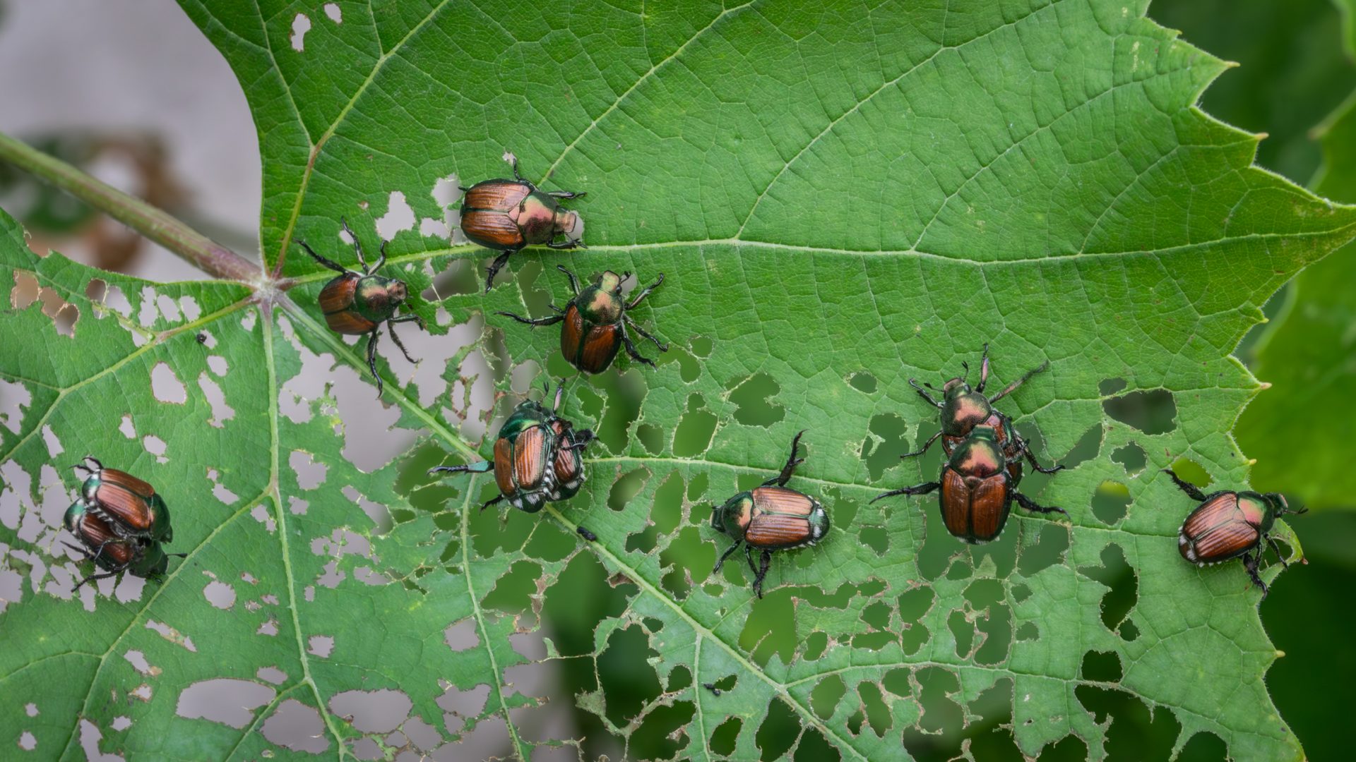 Japanese beetles mating on vine leave