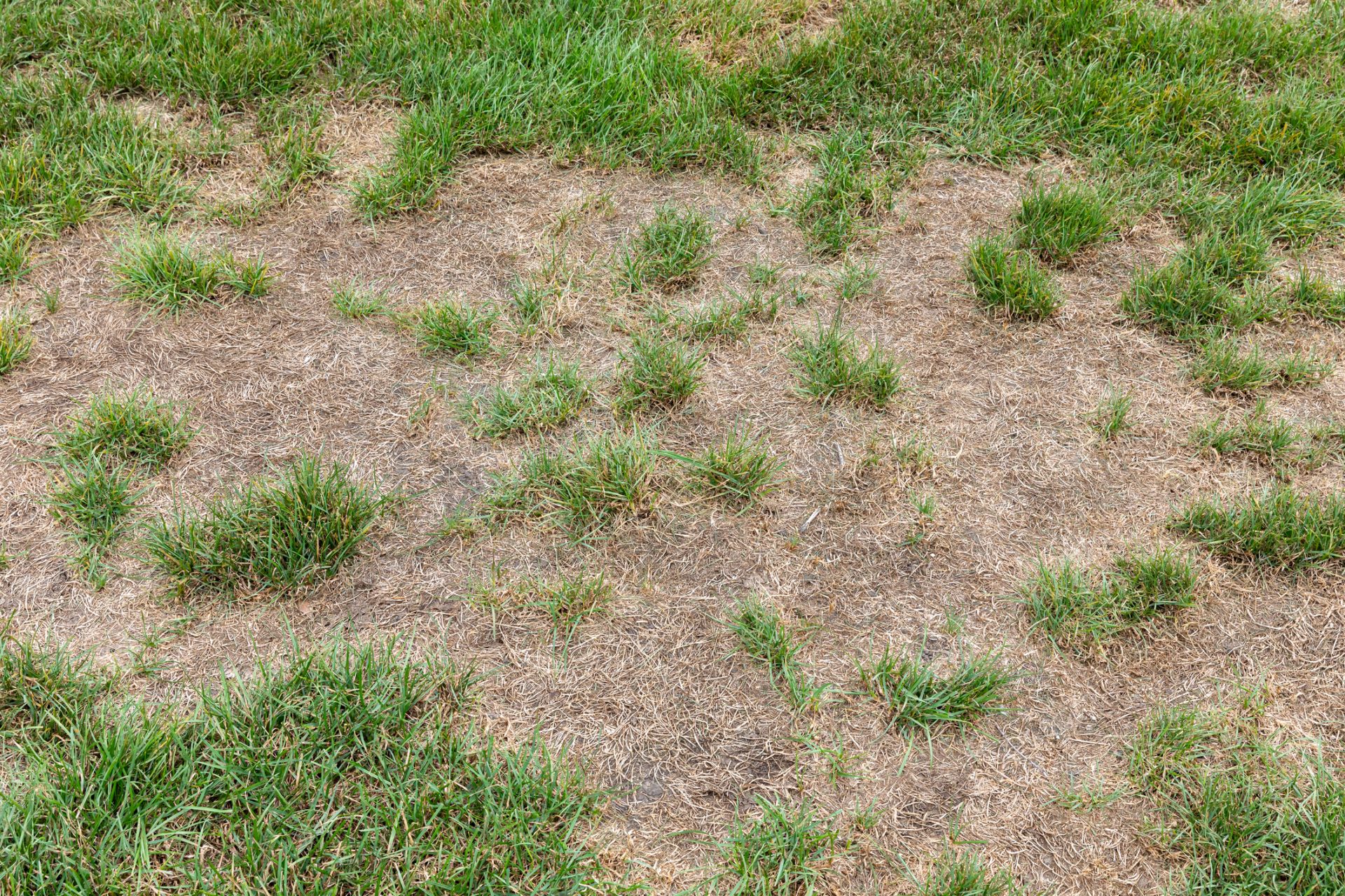 Brown dead patches in grass.