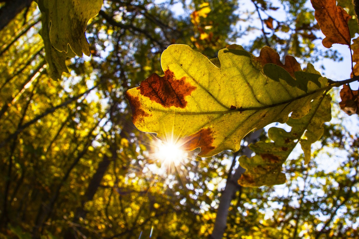 A closeup of an oak leaf with oak wilt