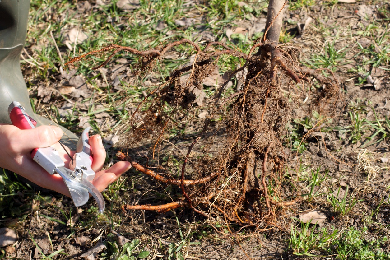 Trimming oak roots