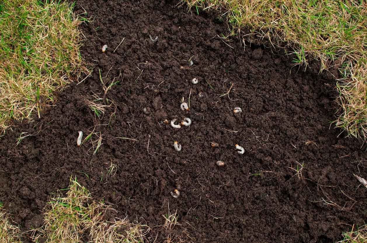 Grubs in lawn.