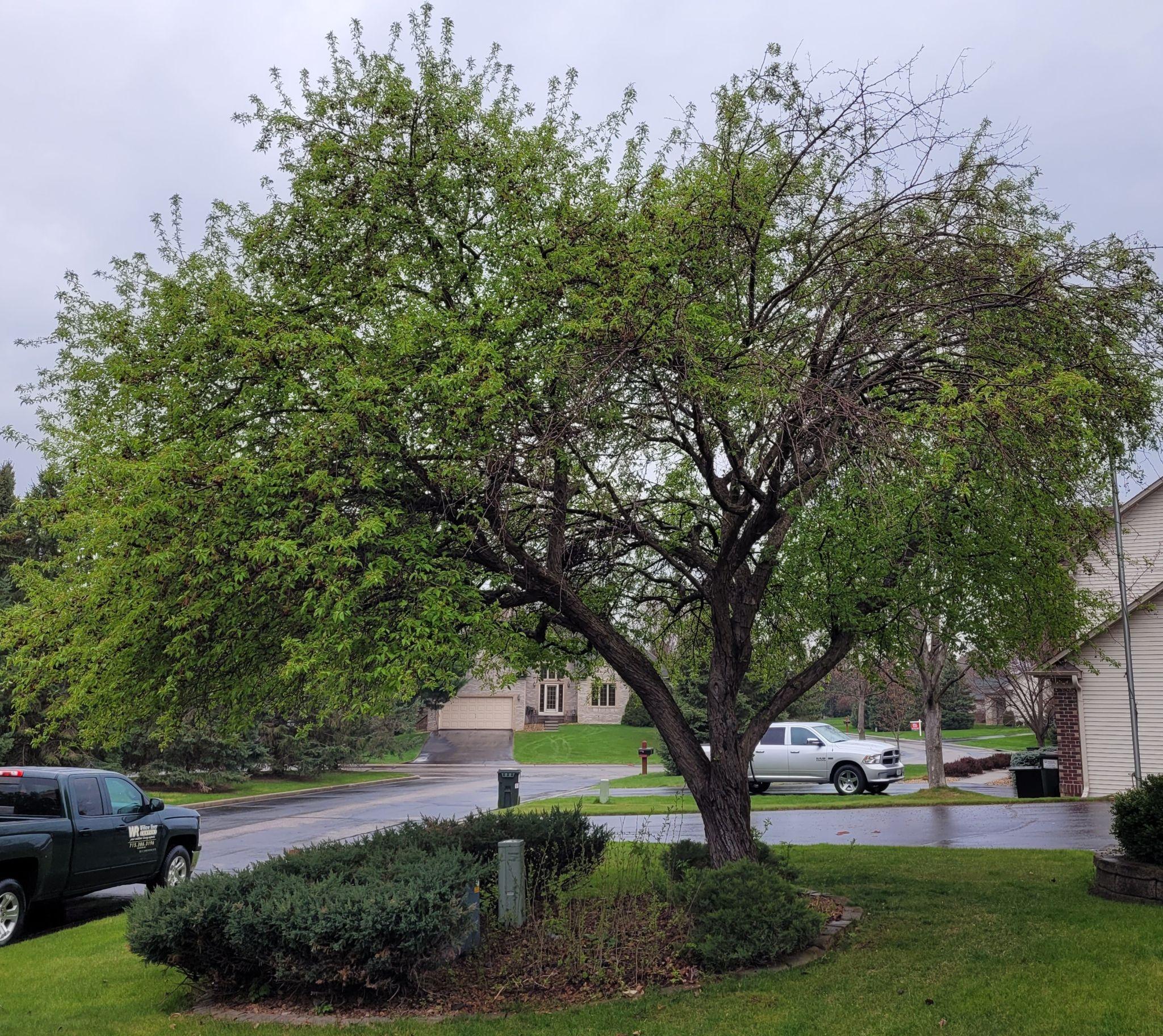 Mature residential tree showing storm damage and dead branches