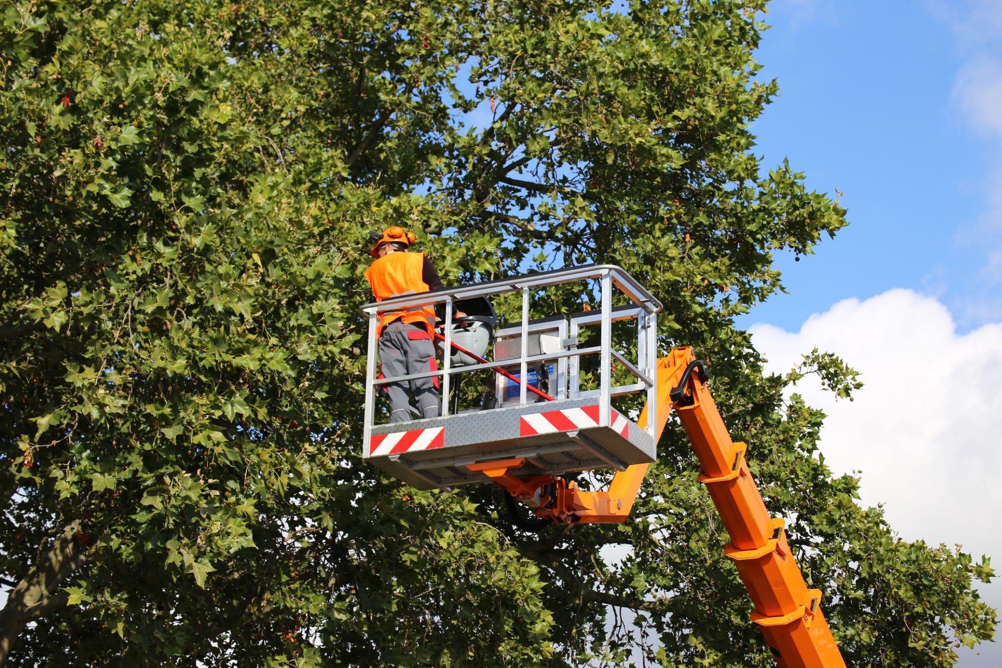 Tree worker pruning branches from aerial lift platform