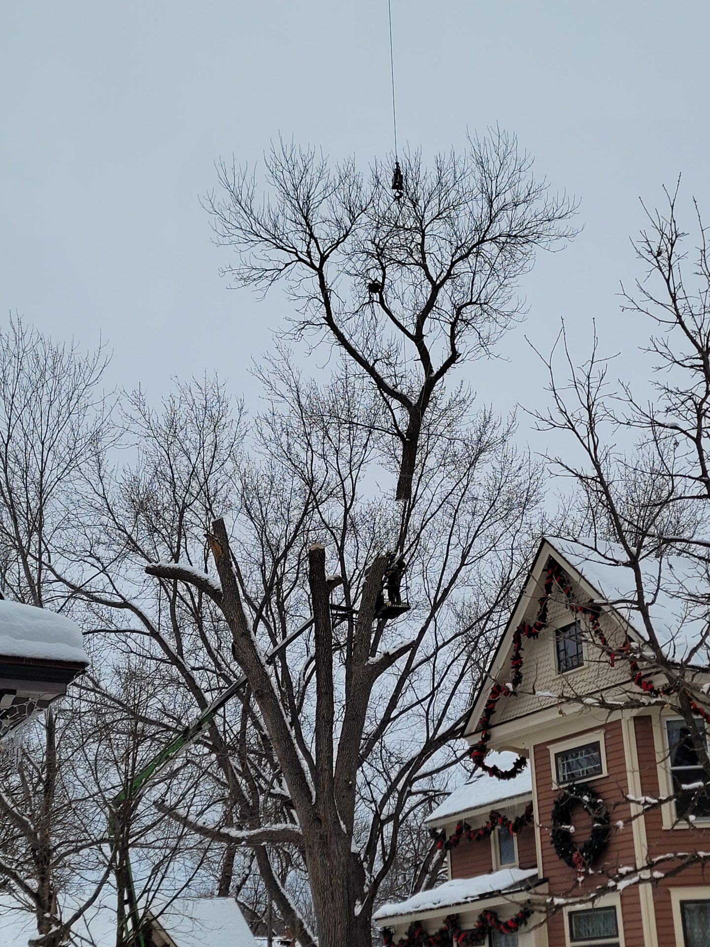 An ash tree after storm damage
