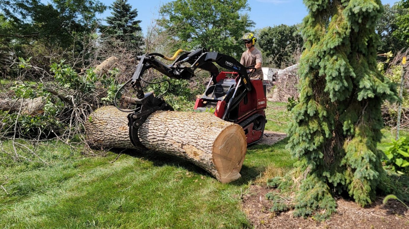 A team member taking care of a segment of an ash tree.