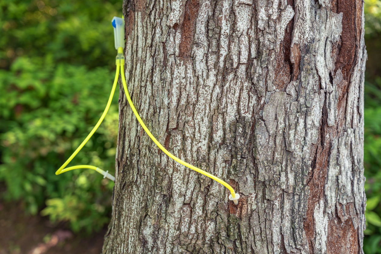 A tree getting an injection treatment