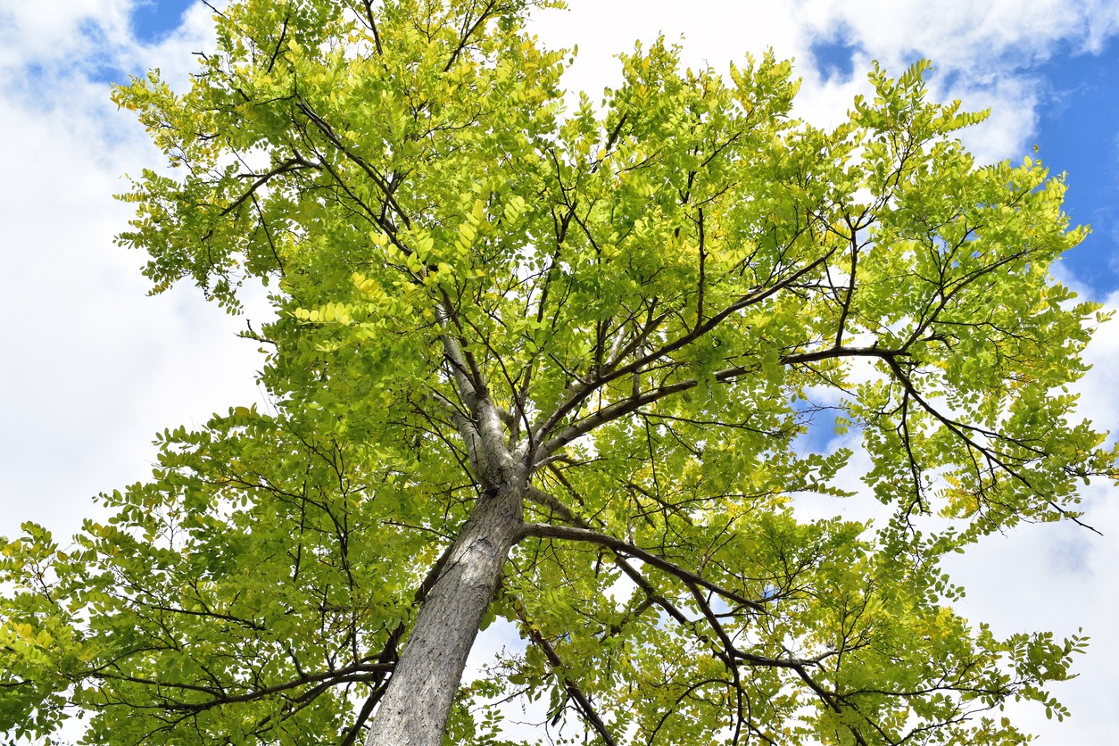 A healthy ash tree